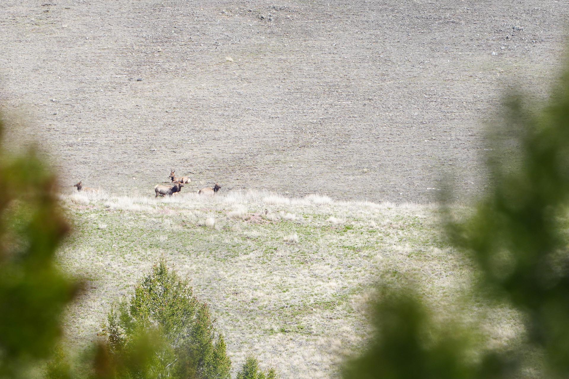 cow elk montana running j ranch