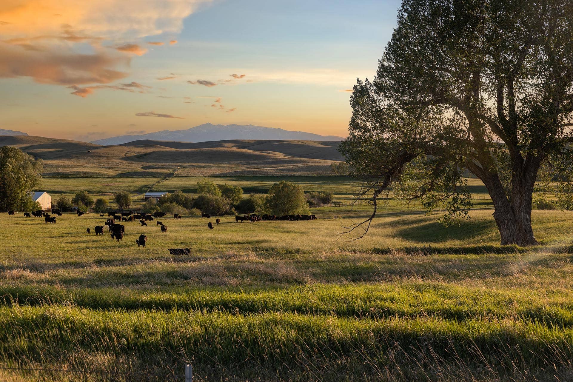 cows and cottonwood montana J Lazy J Ranch