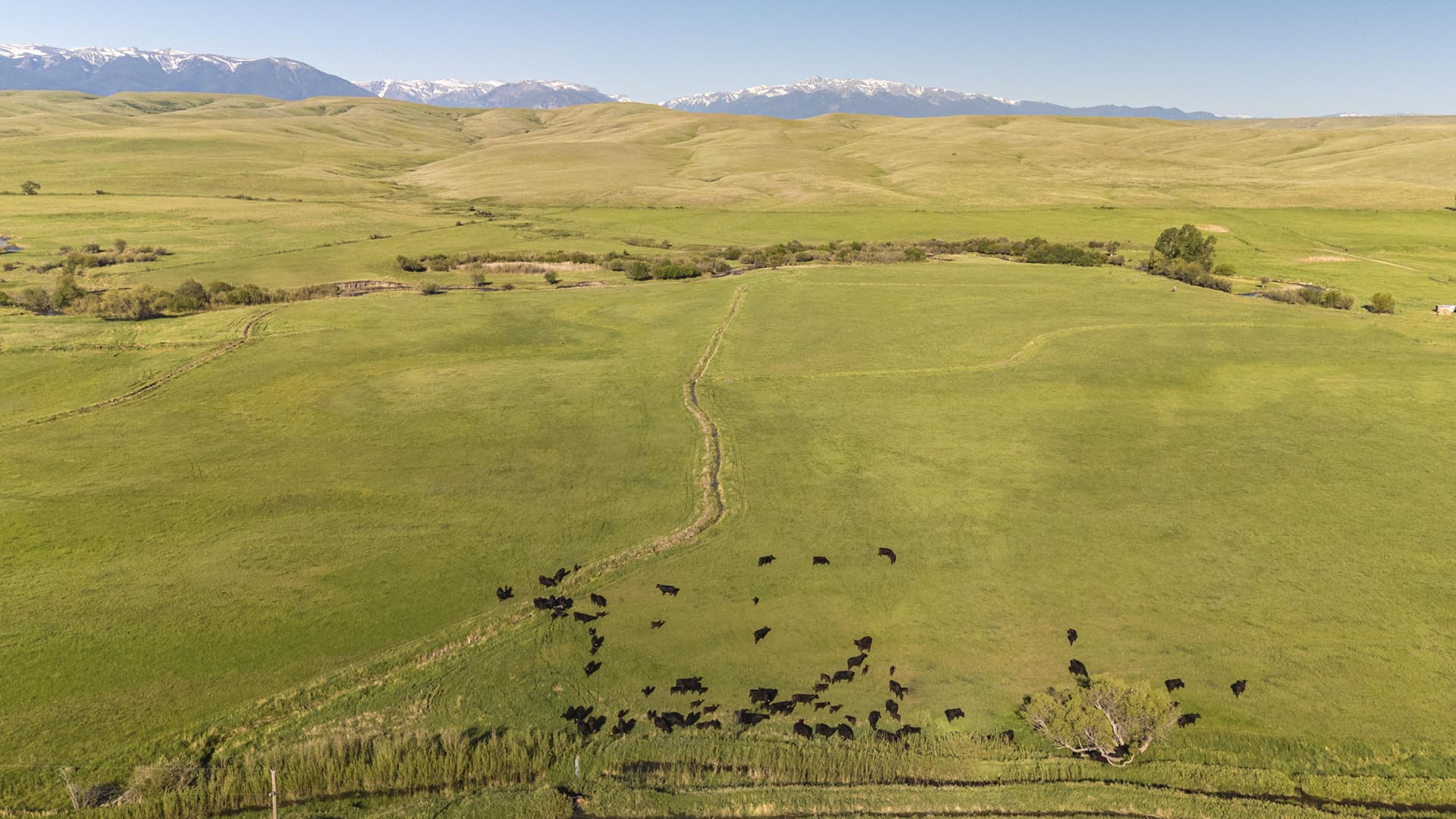cows by ditch montana j lazy j ranch
