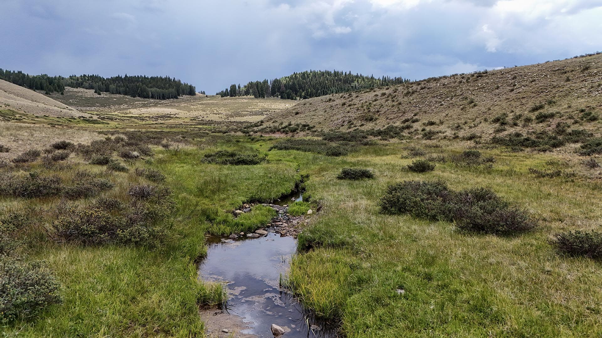 Scenic hillside meadow with a narrow stream, low shrubs, and distant evergreen forest under a cloudy sky.