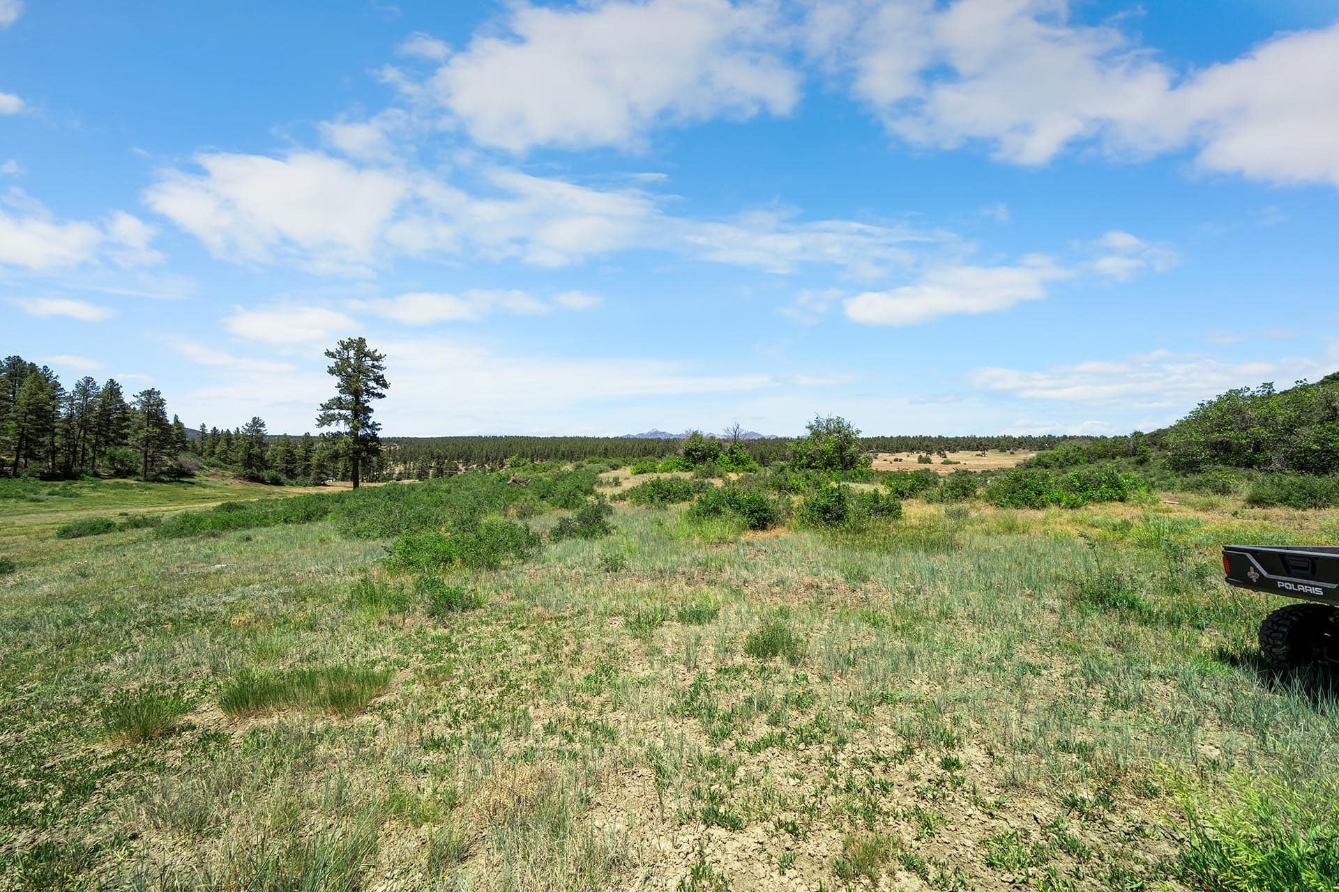 Open grassy meadow with scattered shrubs and trees on the horizon under a blue sky with clouds.