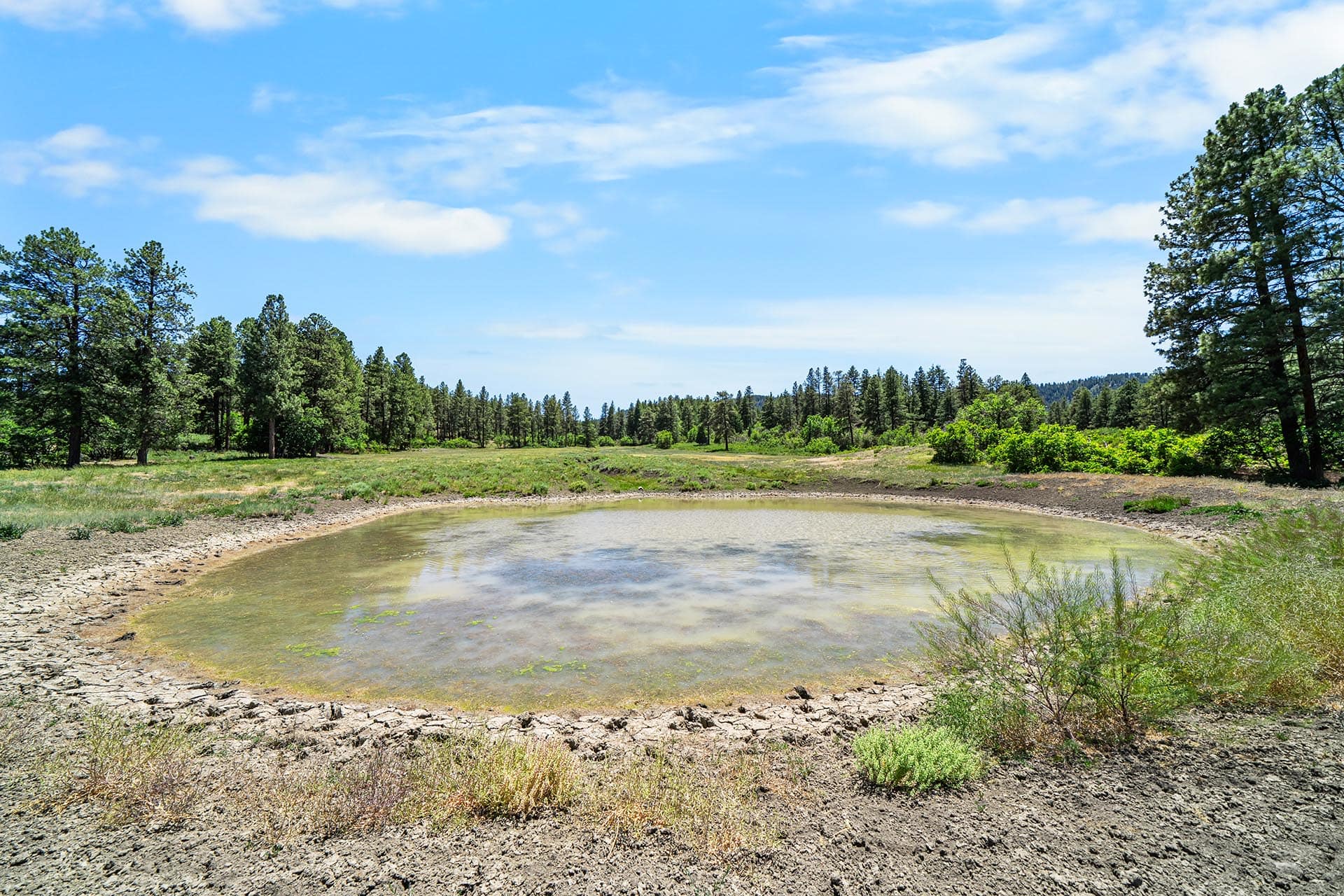 Shallow pond in a dry, grassy clearing bordered by pine trees under a blue sky with scattered clouds.