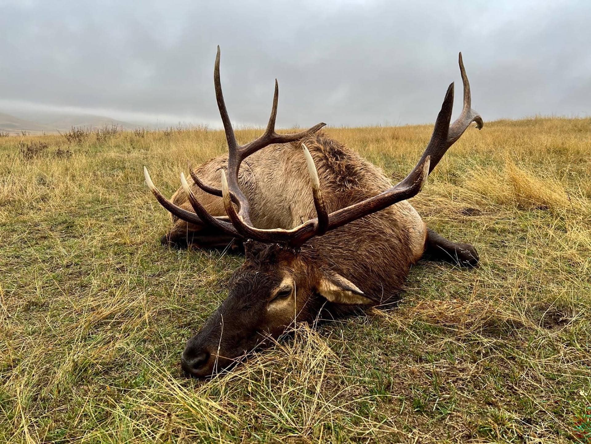 Elk lying on a dry grassy field with large antlers under a cloudy sky (overcast day).
