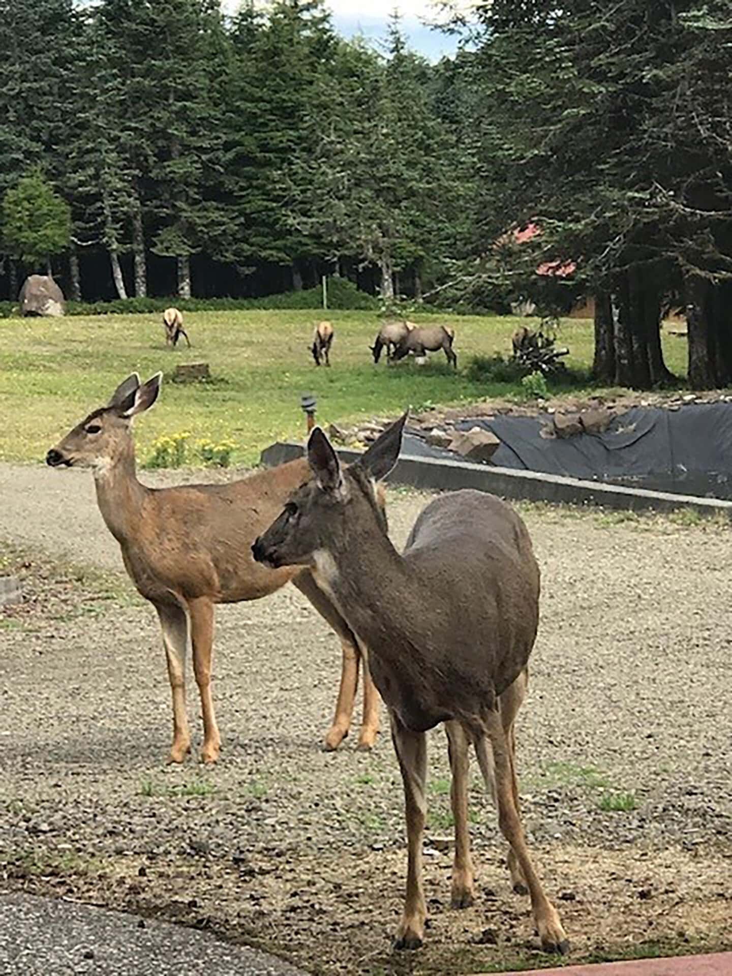 A small herd of deer grazing in a grassy clearing with dense evergreen trees in the background.