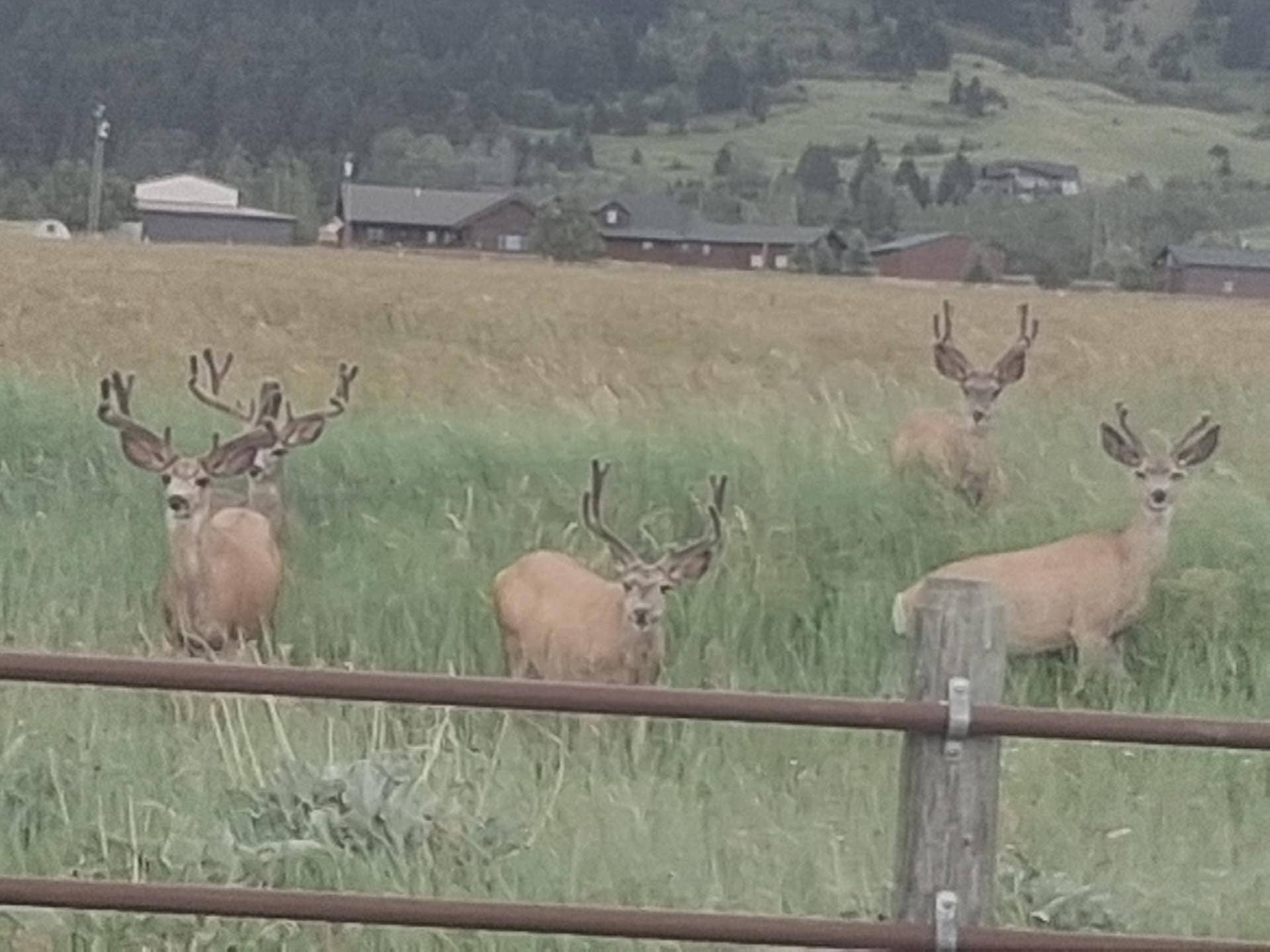 deer in field montana middle cottonwood homestead