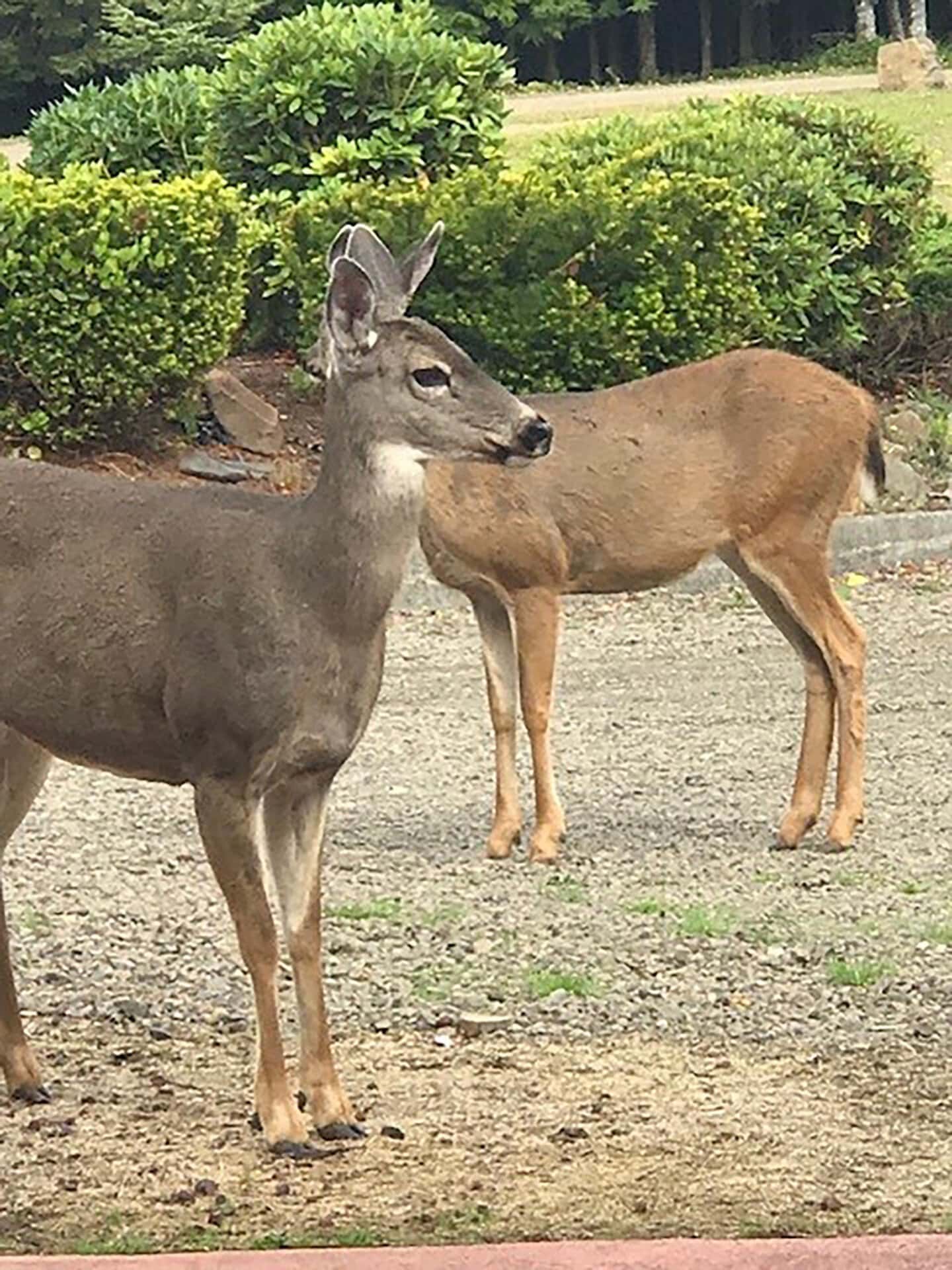 Two deer standing on a gravel path beside trimmed green bushes, one gray in front and a brown deer behind it