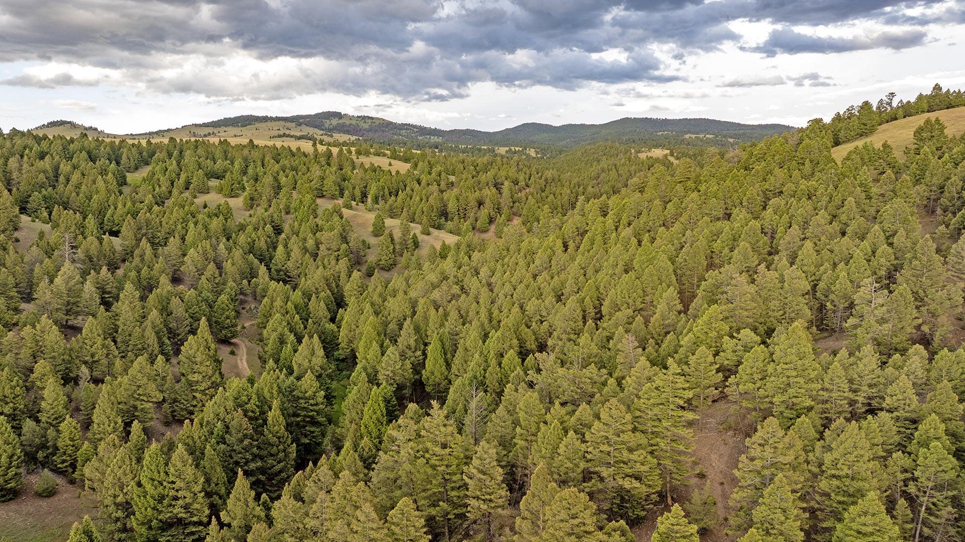 dense forest hills land montana spotted dog retreat