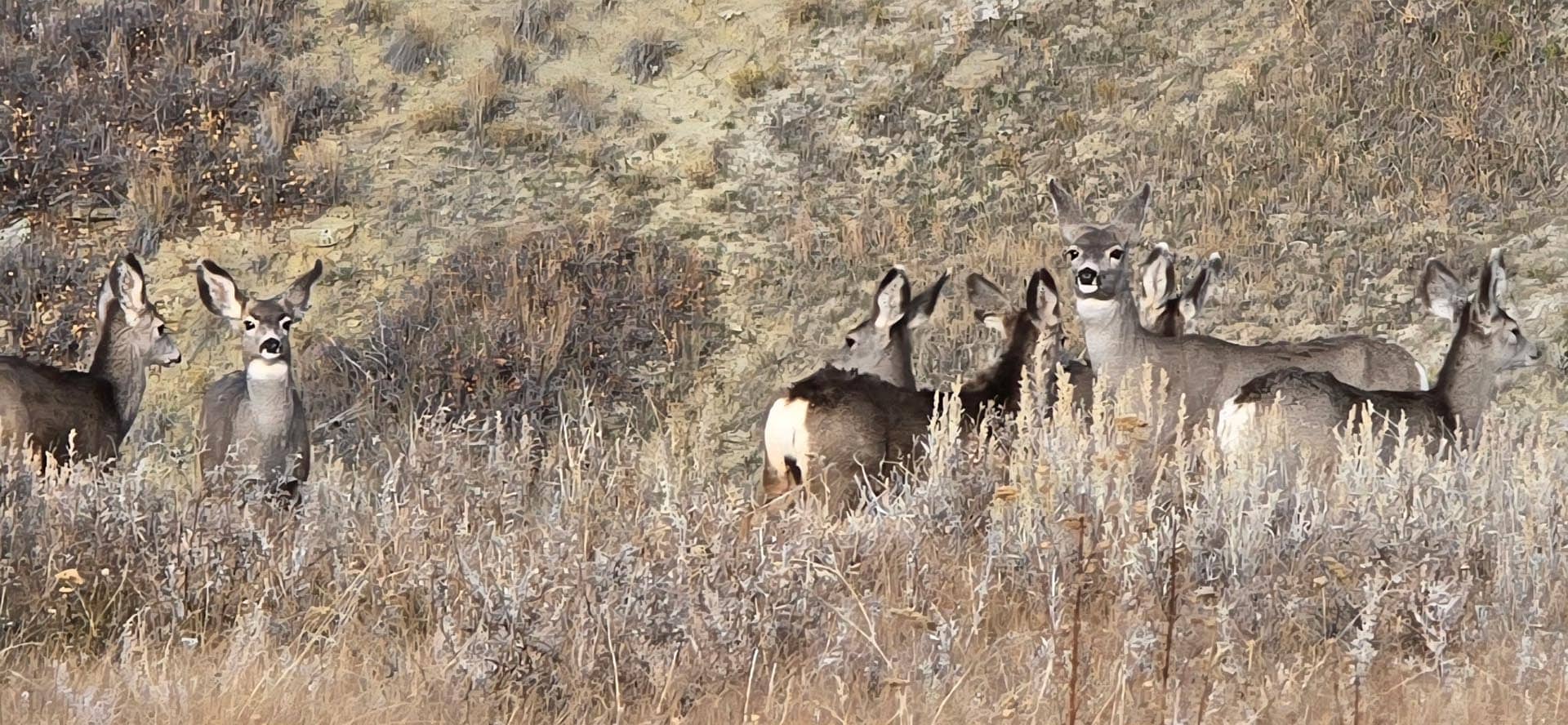 A herd of donkeys resting and standing in a dry, grassy field on a hillside.
