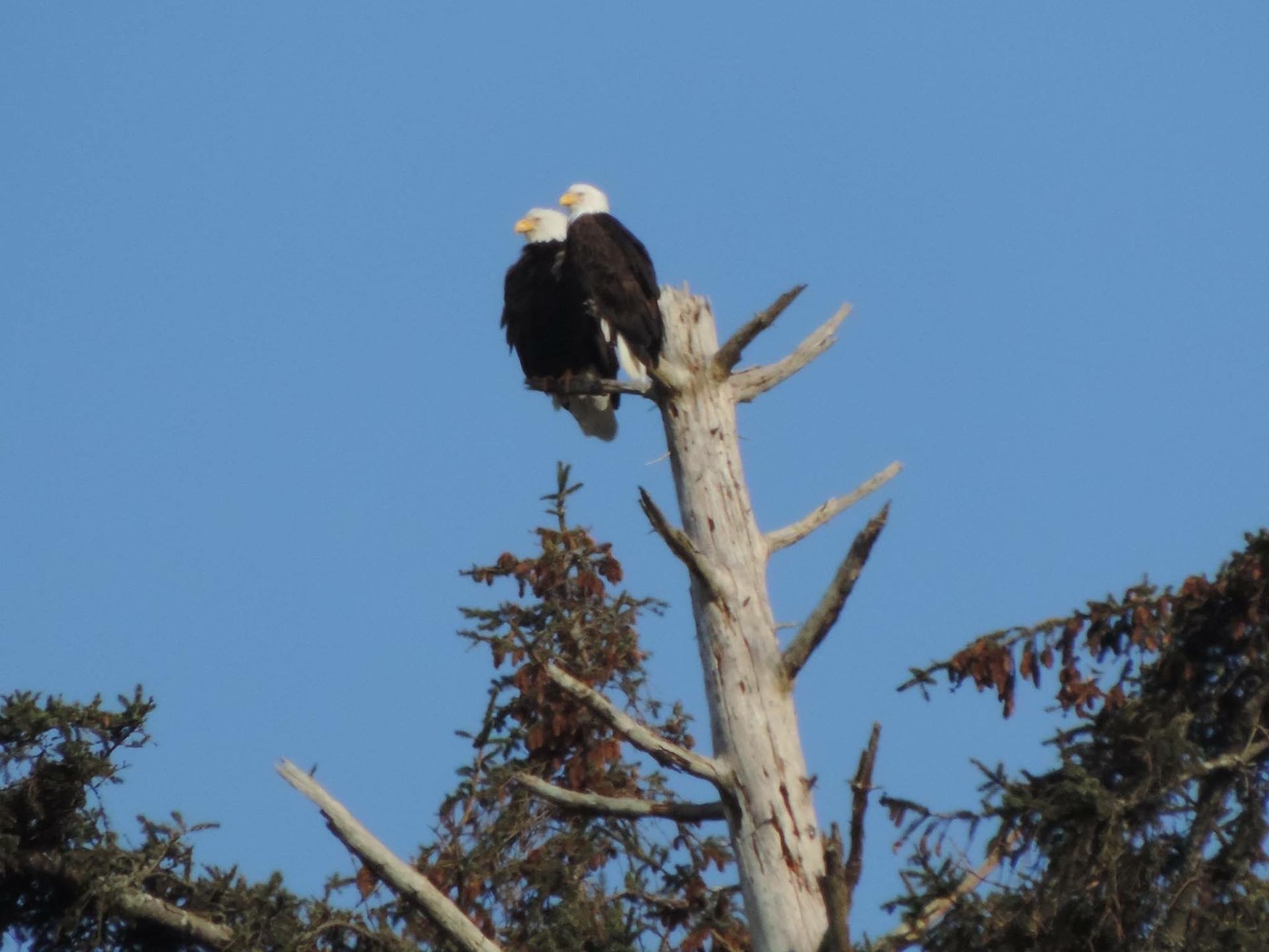 Two bald eagles perched on a bare, weathered tree against a blue sky.