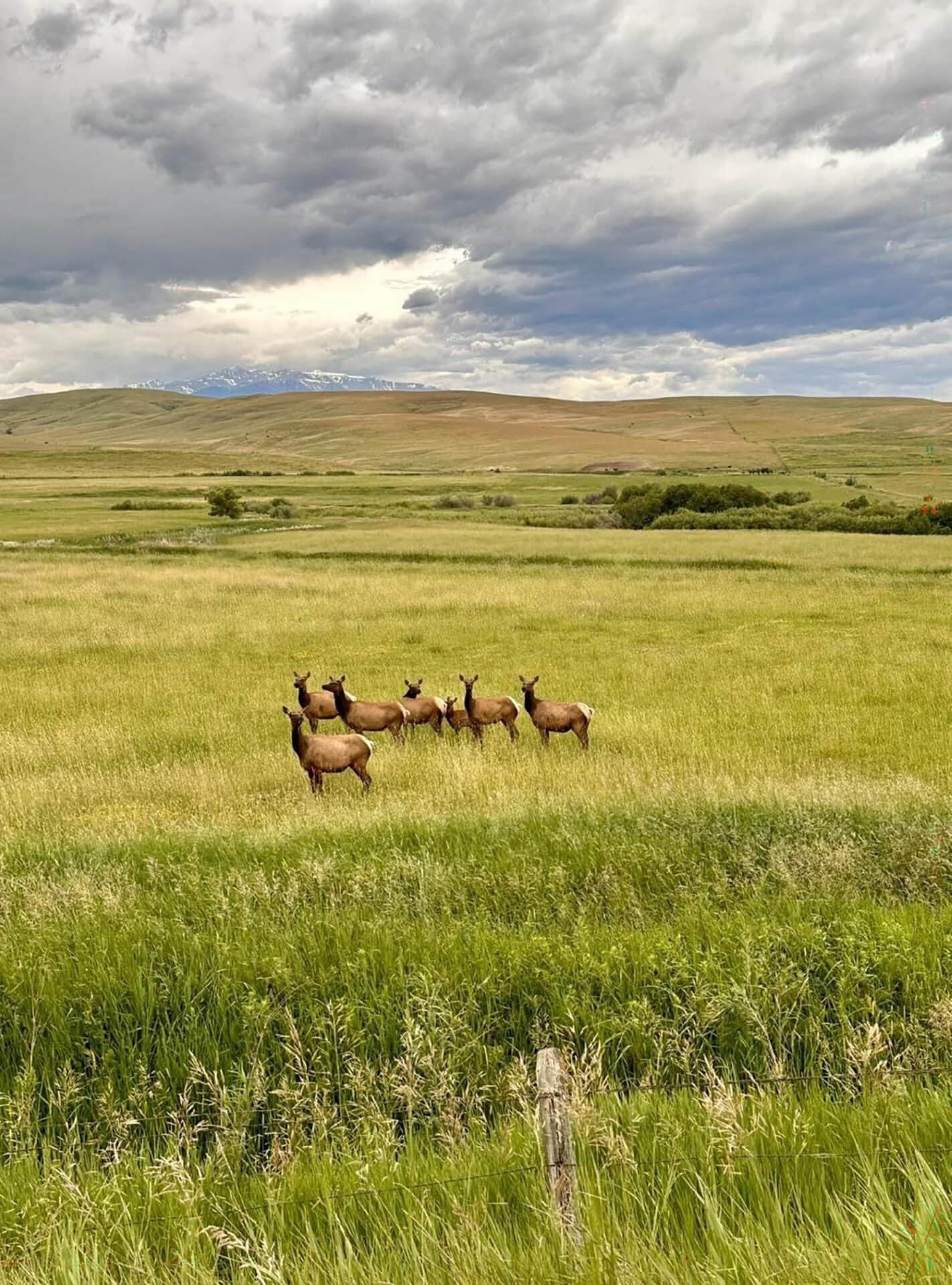 elk in hay field montana j lazy j ranch