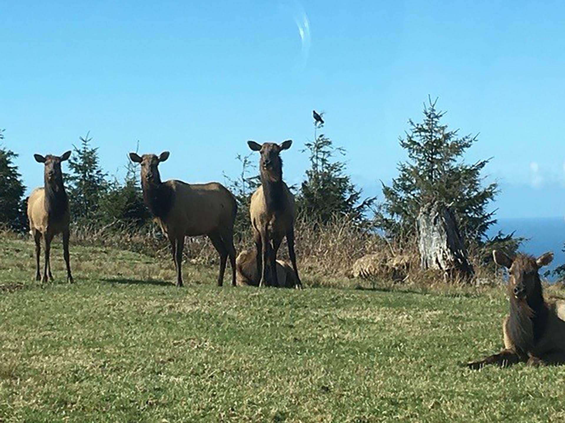 A group of deer standing and resting in a grassy field with trees and a clear blue sky in the background.