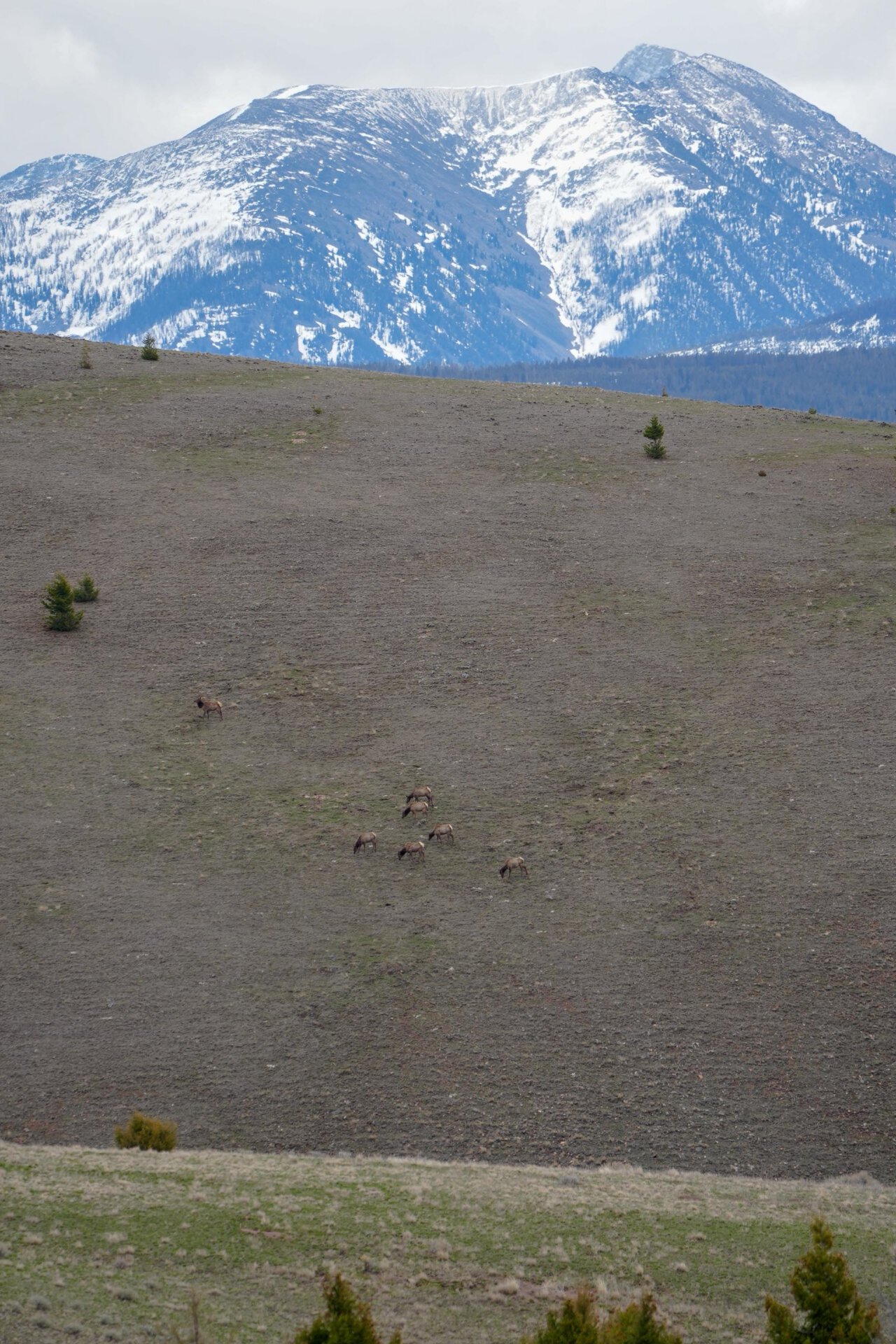 elk sighting montana running j ranch