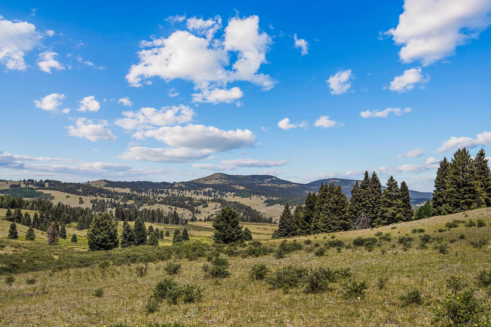 Open landscape with rolling hills, scattered trees, and a bright blue sky with fluffy white clouds.