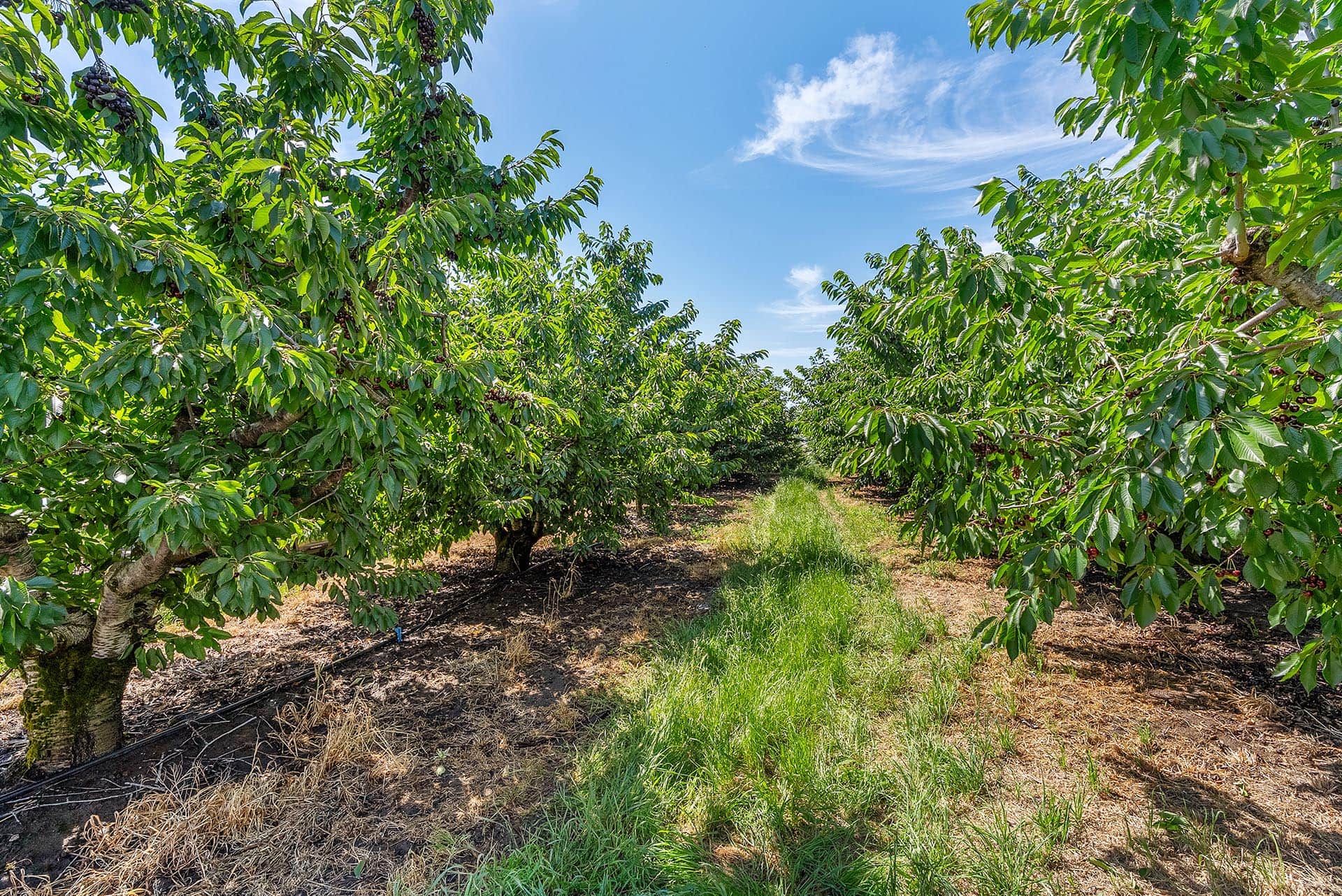 Rows of cherry trees in a sunny orchard, green leaves and dark fruit against a clear blue sky.