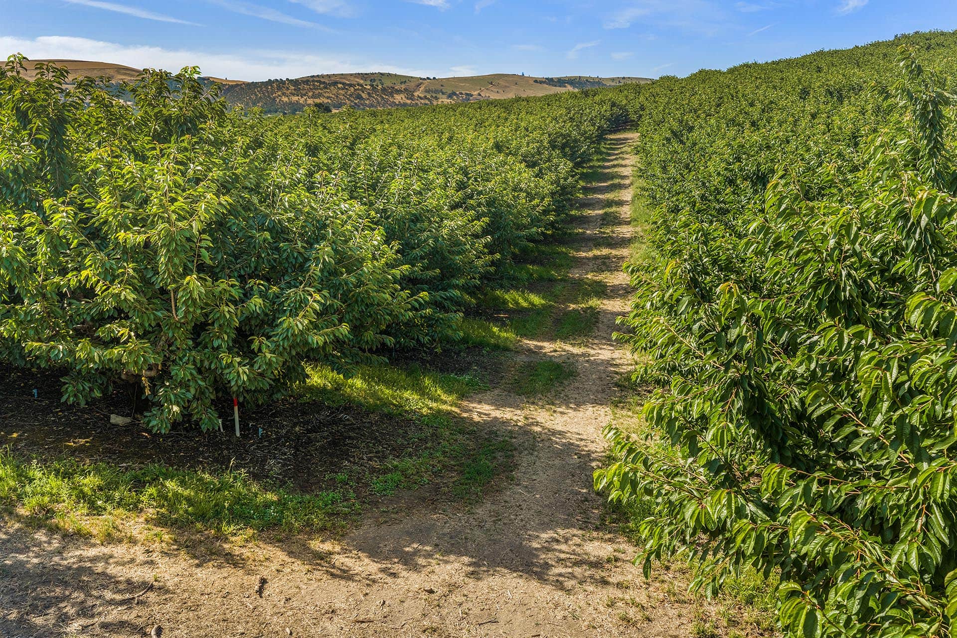 Dirt path winds between rows of lush green fruit trees in a sunny orchard, hills visible in the distance under a blue sky.