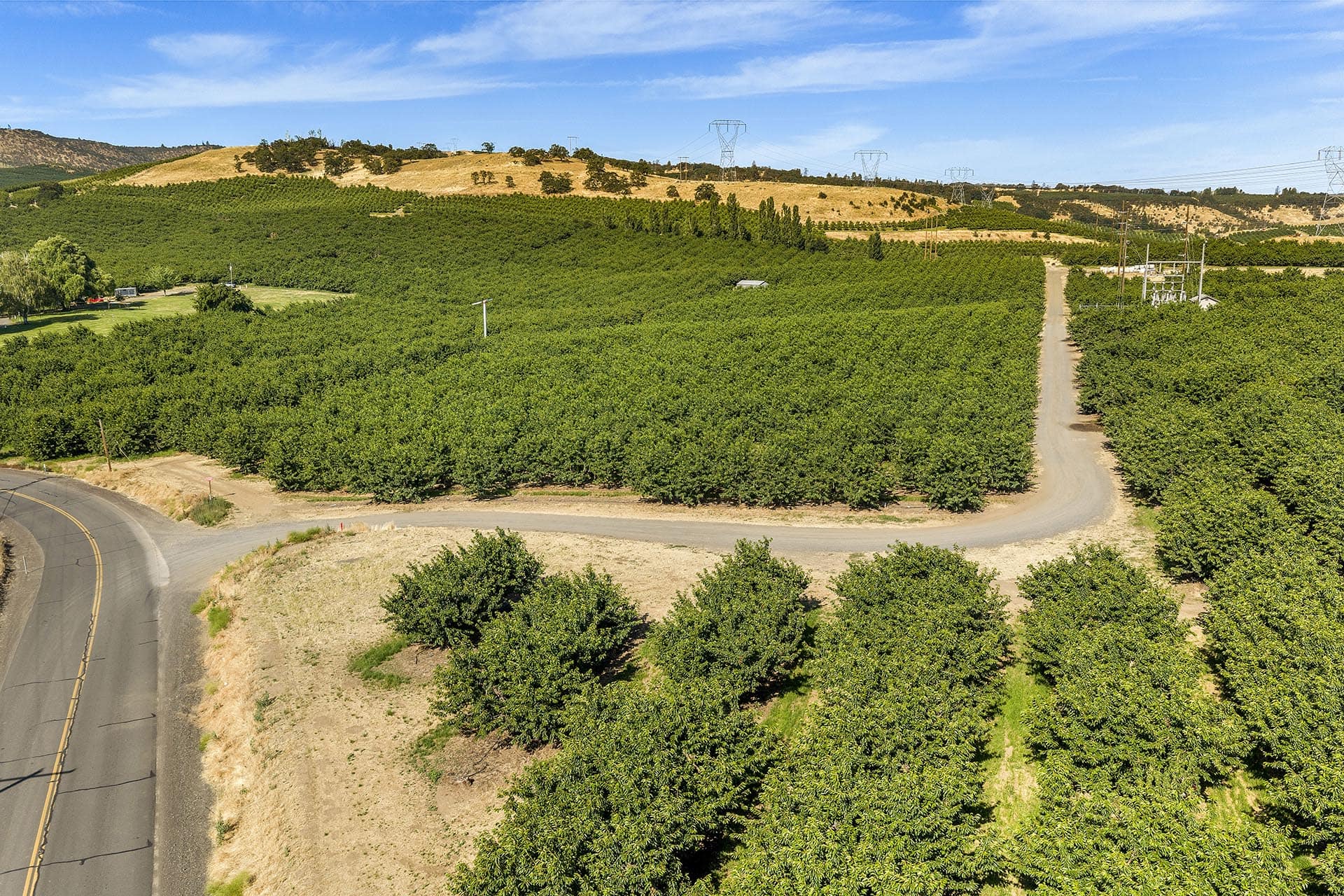 Aerial view of a dense orchard with rows of trees, a winding road at the edge, and distant hills under a blue sky.