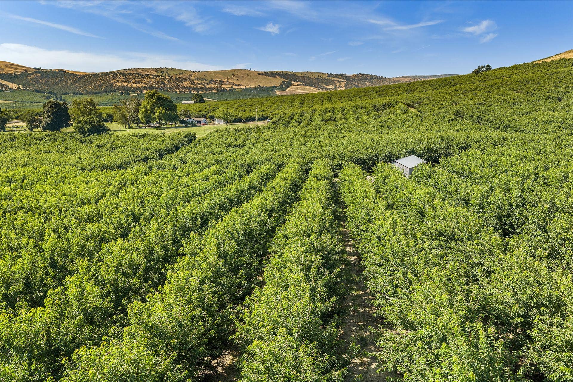 Aerial view of a lush green orchard with evenly spaced trees, a dirt path, and a small shed, with rolling hills and a clear blue sky in the background