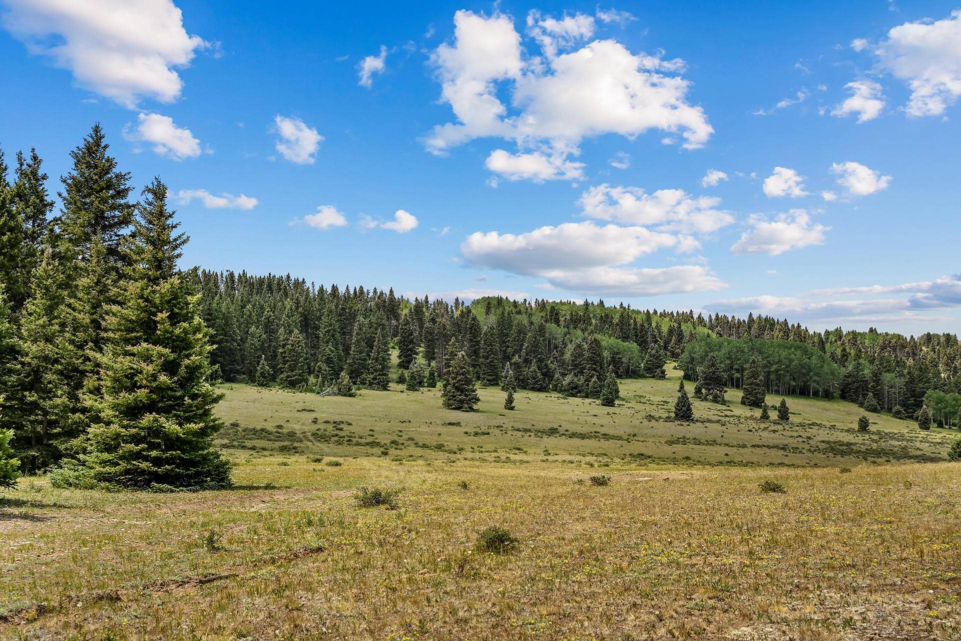 Open meadow with scattered wildflowers and a dense evergreen forest along the horizon under a bright blue sky with white clouds.