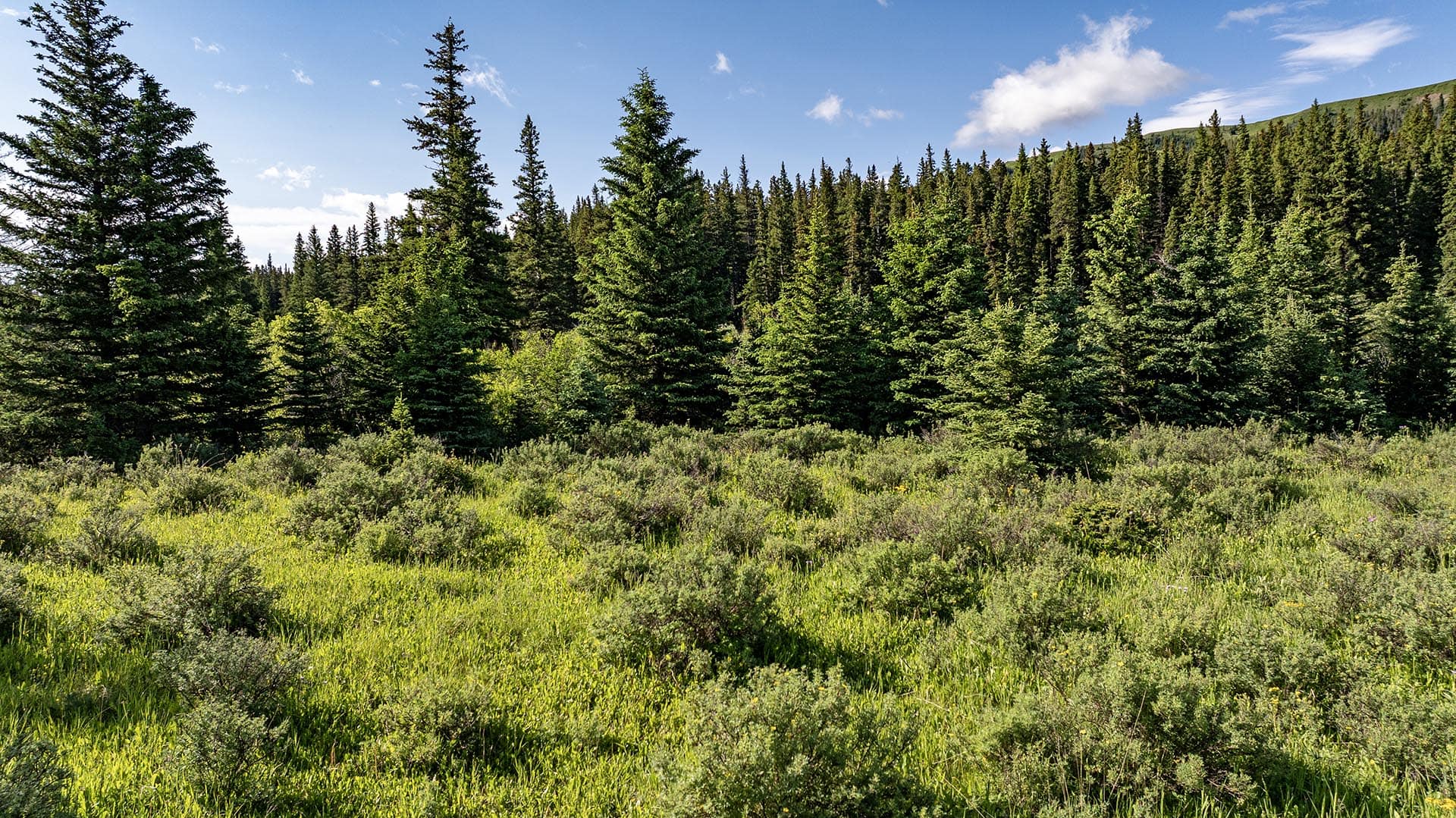 forest edge meadow land montana cutbank creek fishing retreat