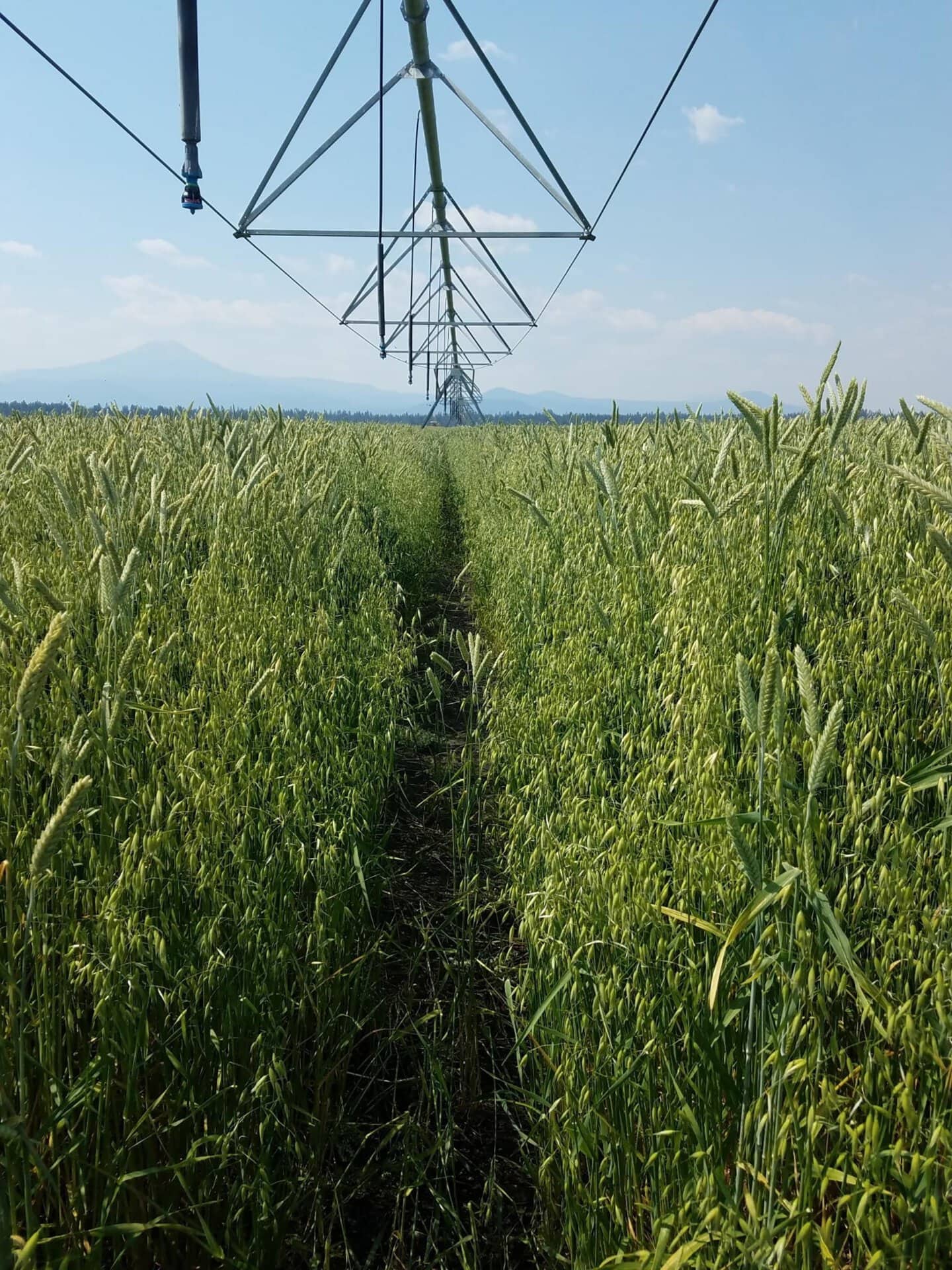 grain hay oregon bar y ranh & pivots