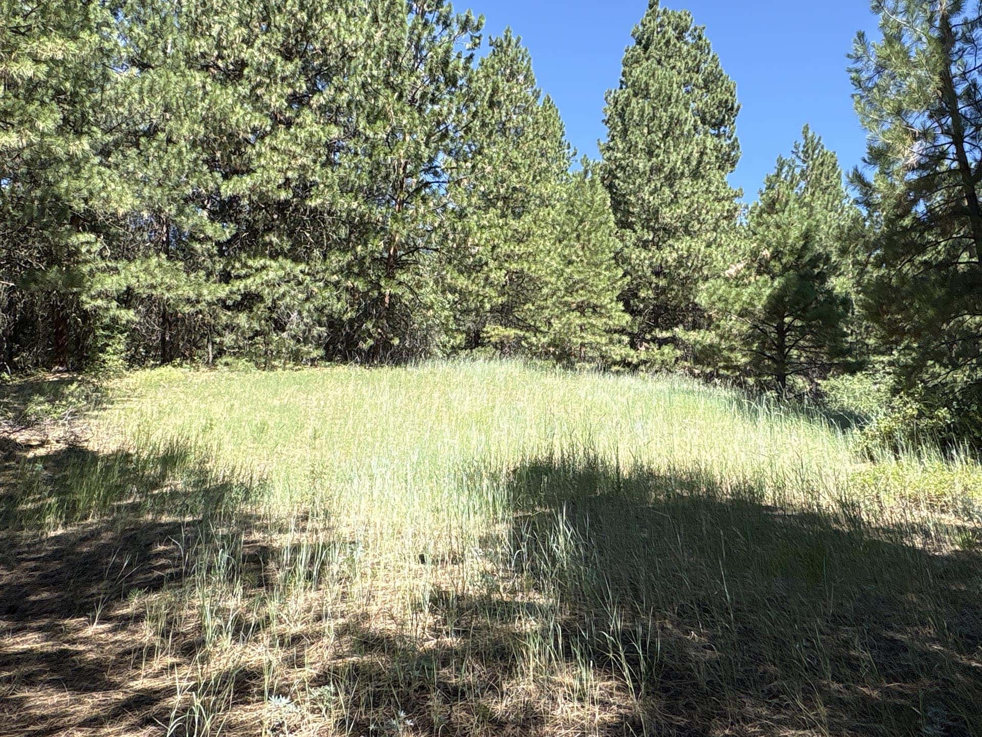 grassy pine forest clearing idaho mountain land and lots