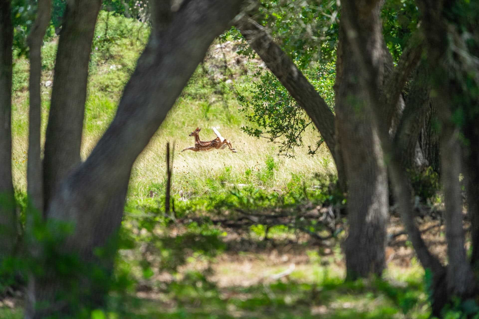 A spotted deer leaps across a sunlit meadow framed by trees in a forest clearing.