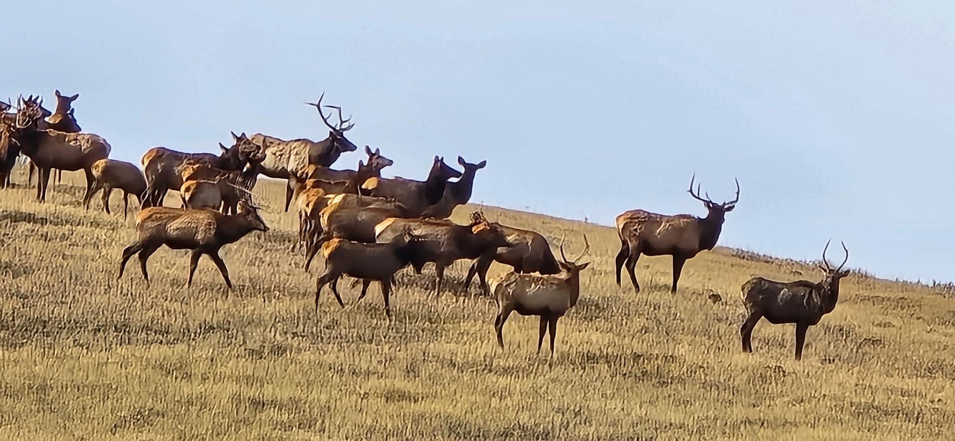 Herd of elk standing and grazing on a grassy hillside under a pale blue sky, several with large antlers visible.