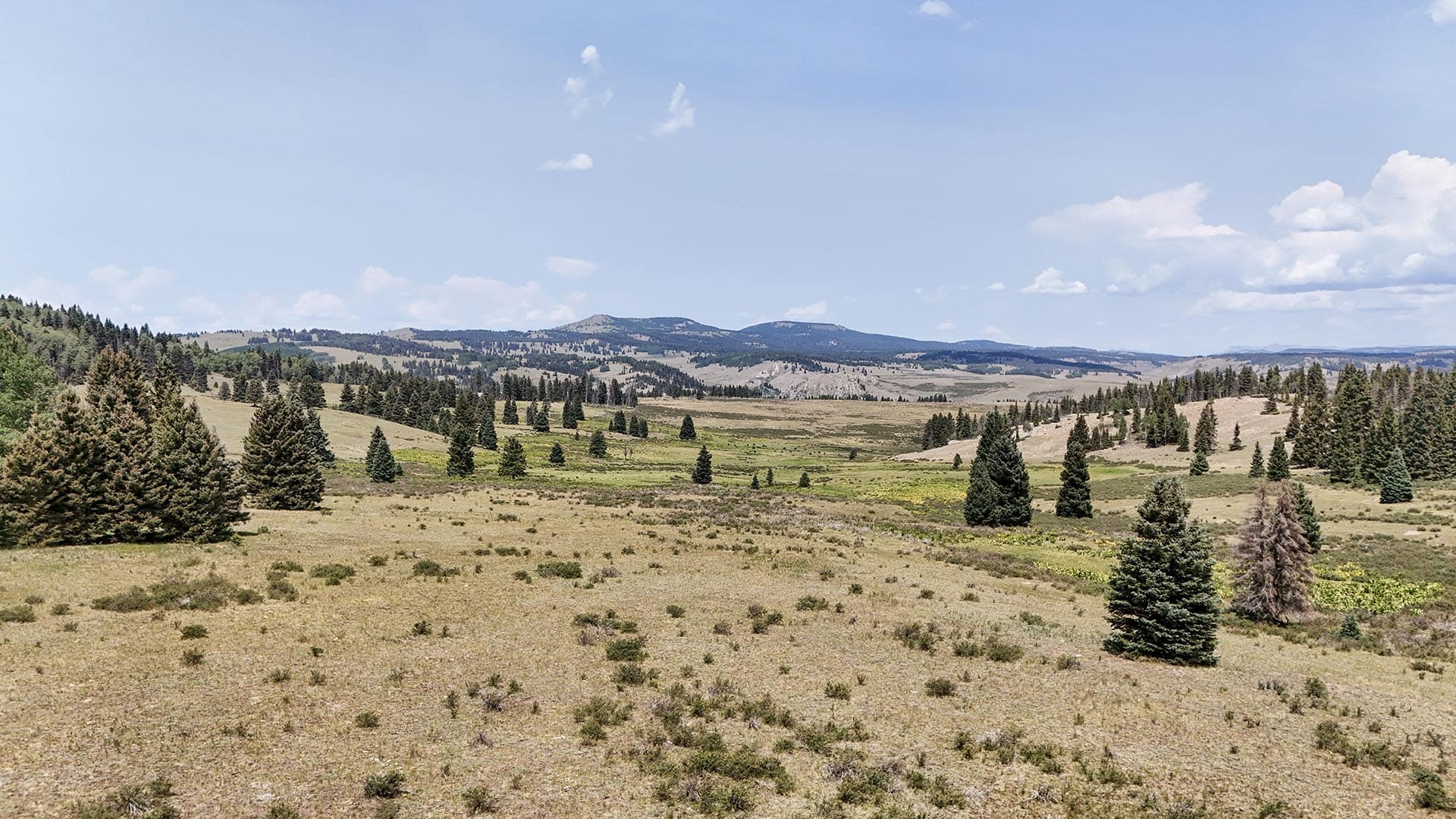 Wide landscape of dry grassland with scattered pine trees and distant rolling hills under a blue sky with clouds