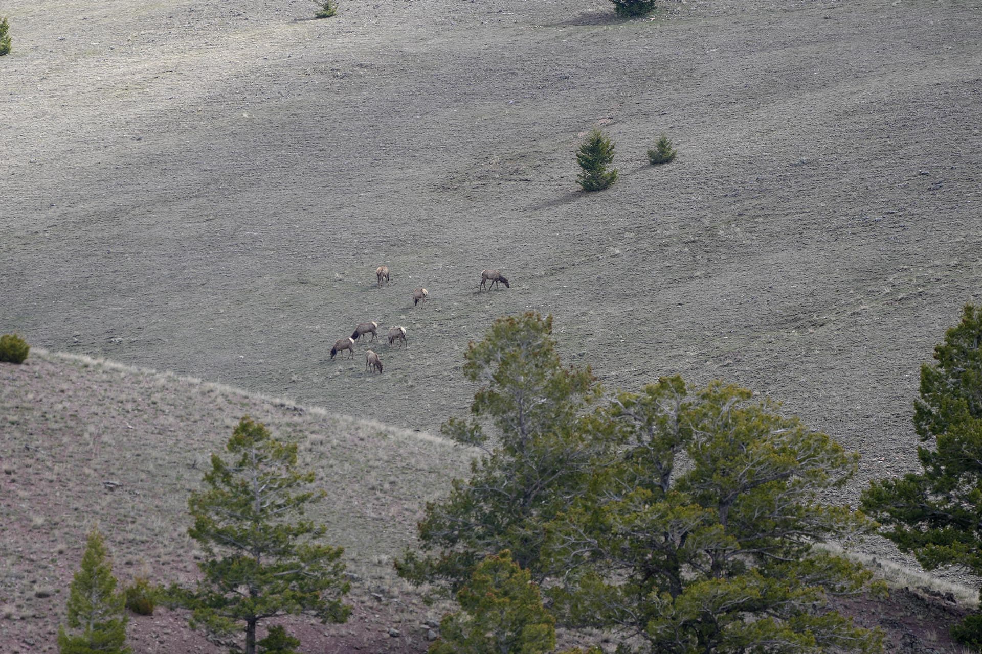 hillside elk montana running j ranch