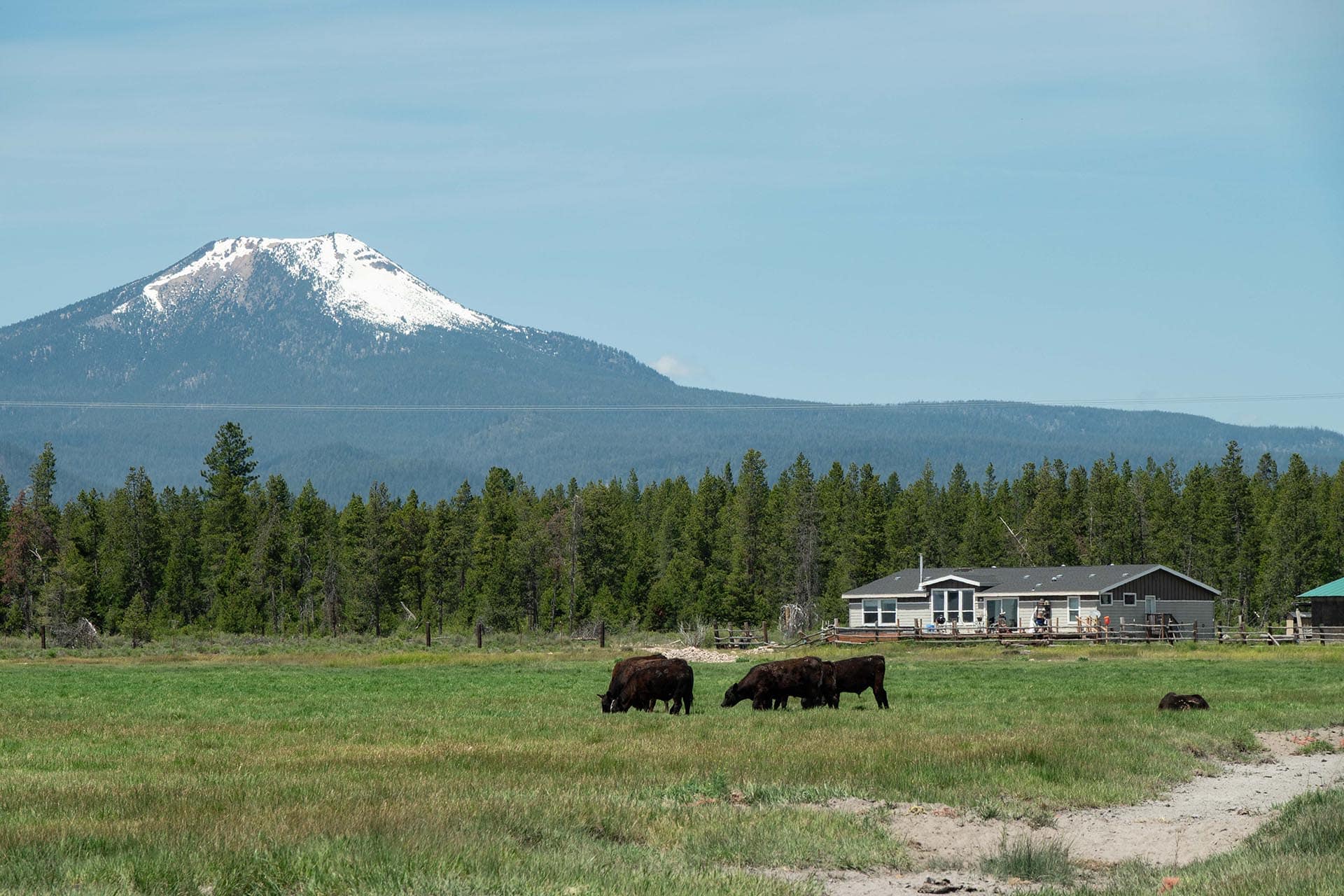 home cattle mountain oregon bar y ranch & pivots