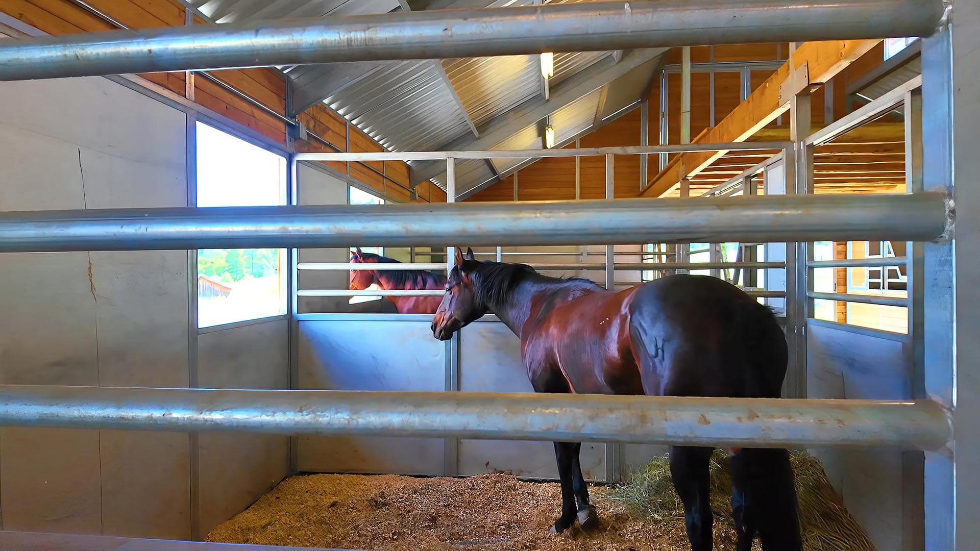 Two horses stand in a metal-fenced stall inside a wooden barn, hay on the floor and soft light coming through windows.