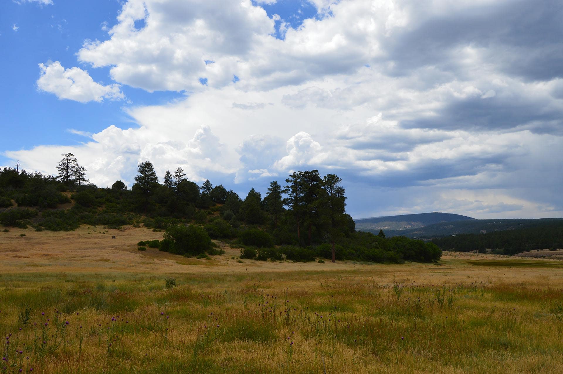 Open grass field with wildflowers and a tree line under a cloudy blue sky.