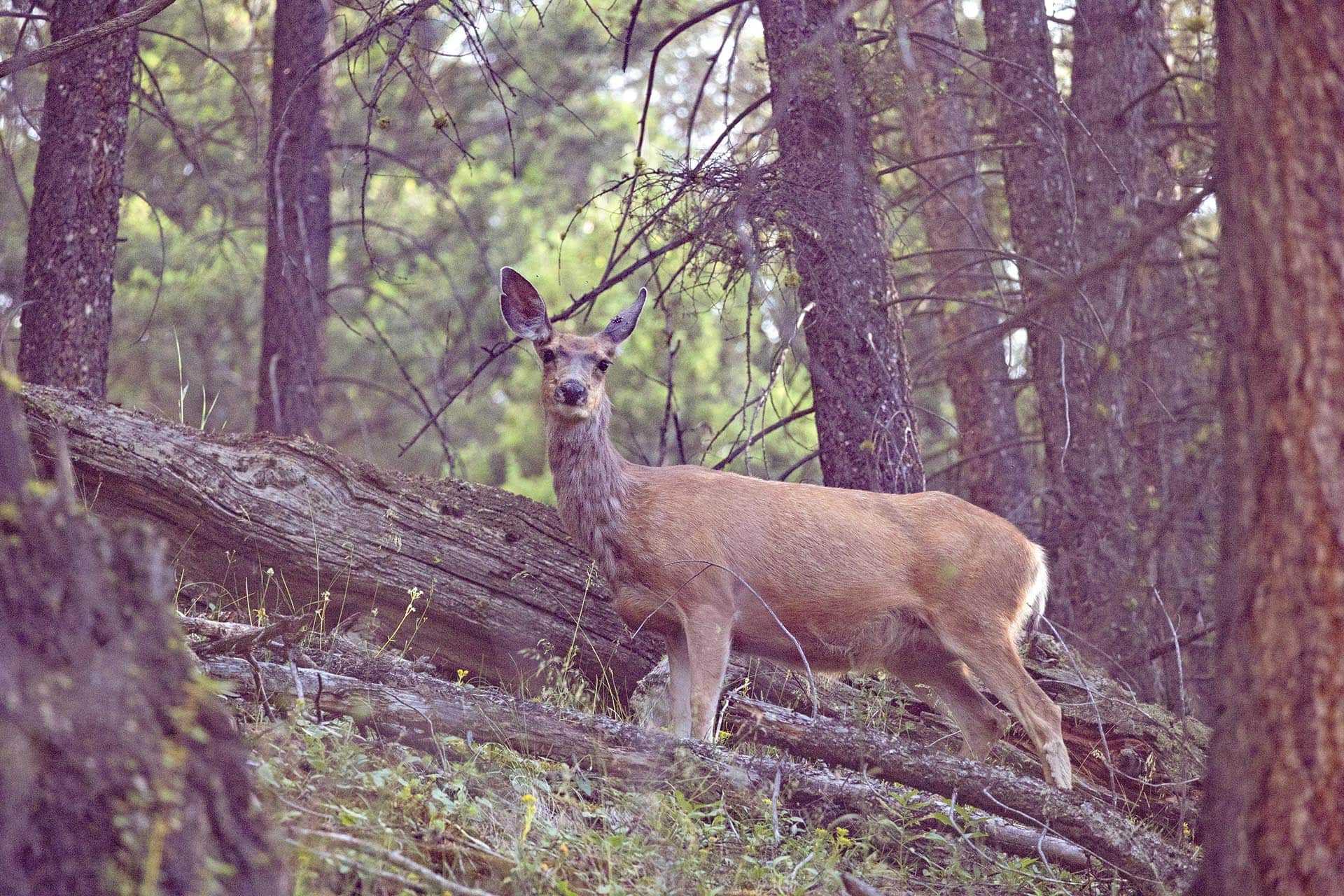 hunting land with visible wildlife montana spotted dog retreat