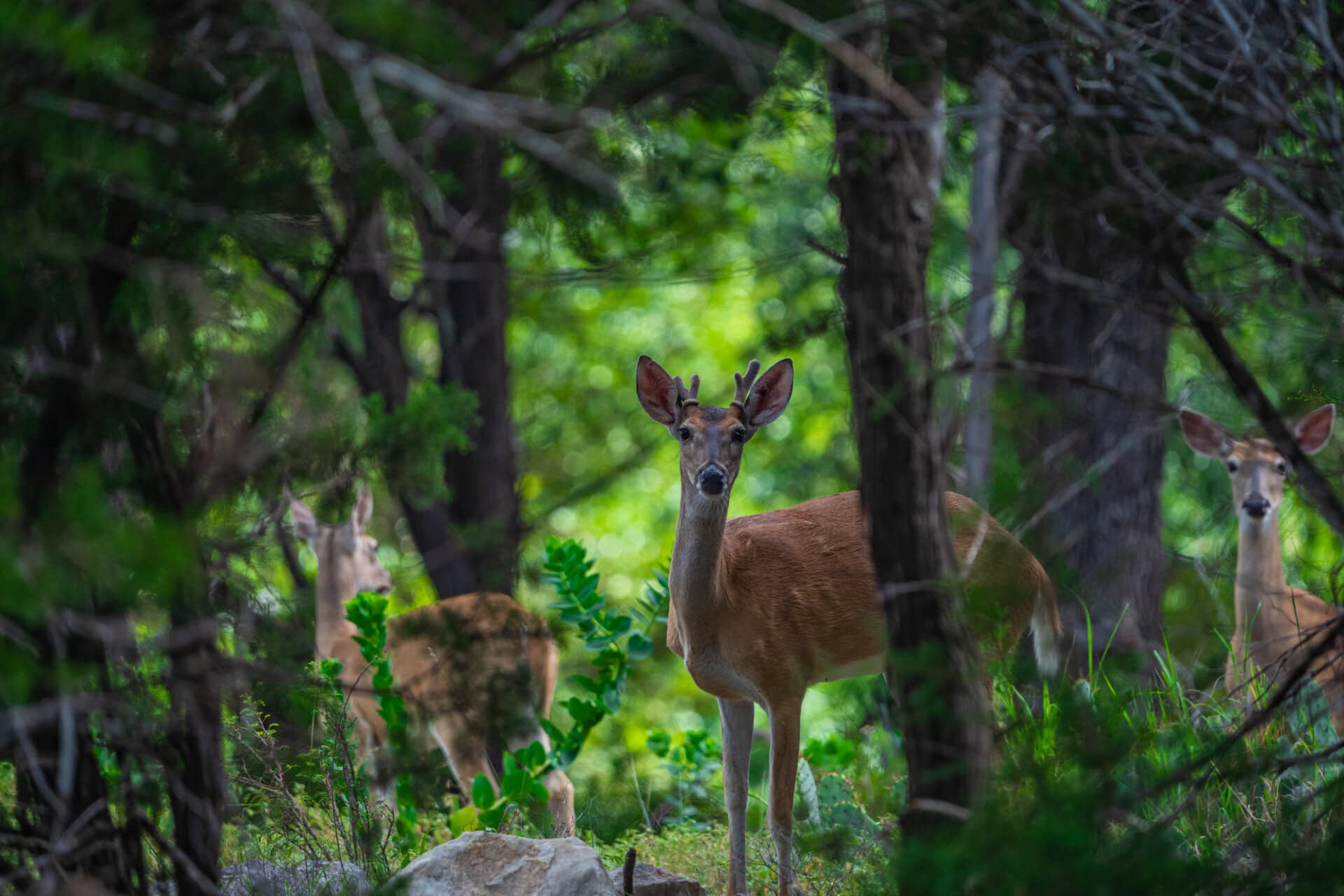 A deer stands in a sunlit forest clearing, framed by trees and green foliage.