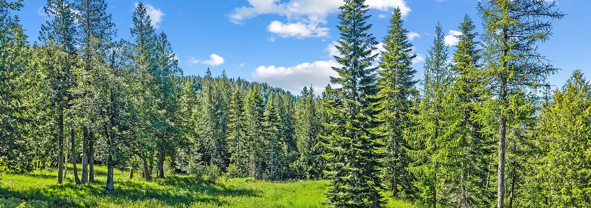 Sunlit conifer forest under a blue sky with a few white clouds.