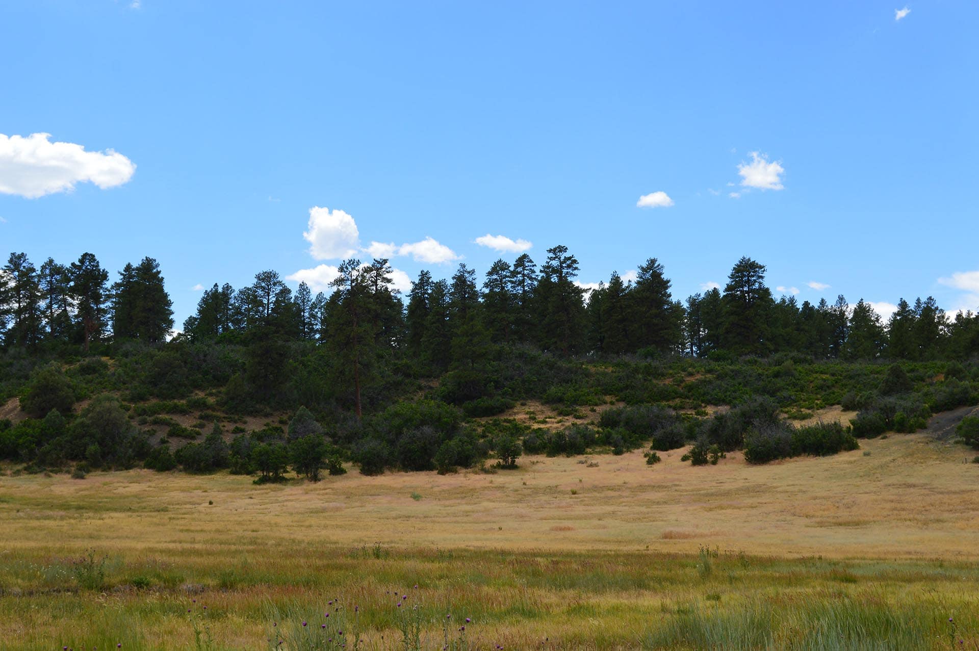 Open grassy field with a line of pine trees along a gentle hillside under a clear blue sky with a few white clouds.