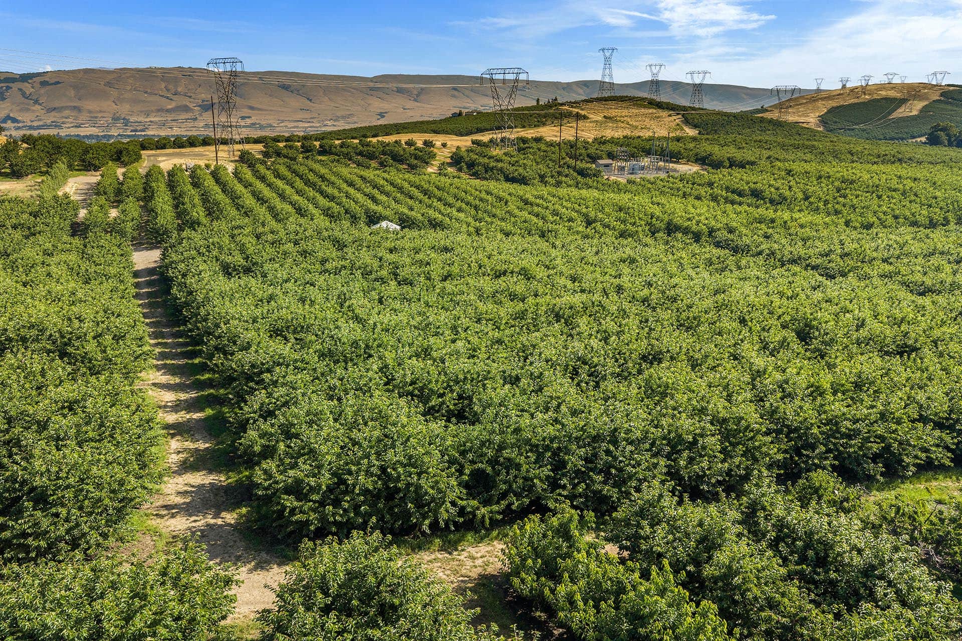 Orchard rows of green trees with a dirt path, hills in the distance and power-line towers on the horizon.