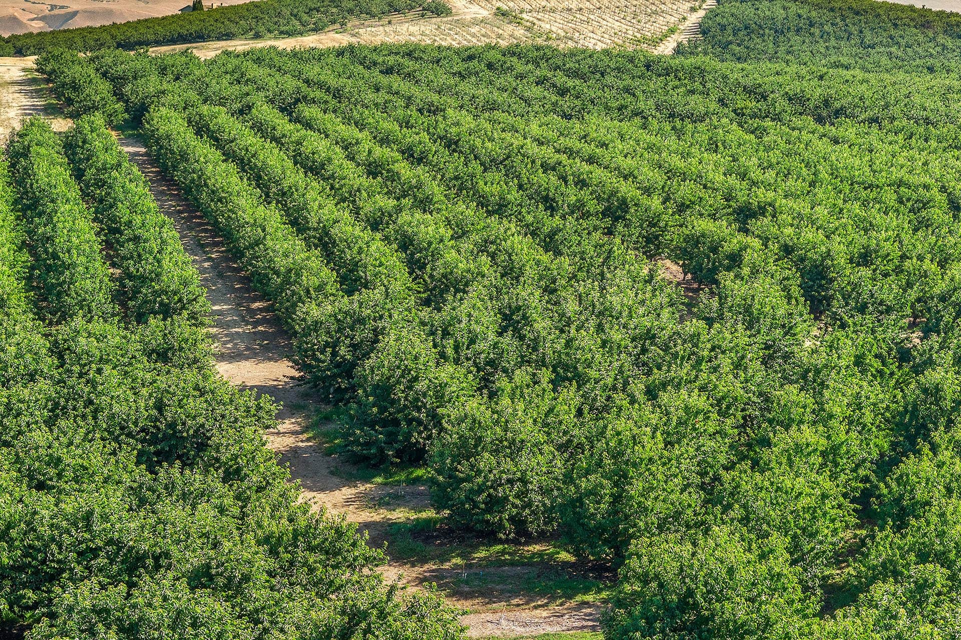 Aerial view of an orchard with neatly aligned rows of green trees and dirt paths between them