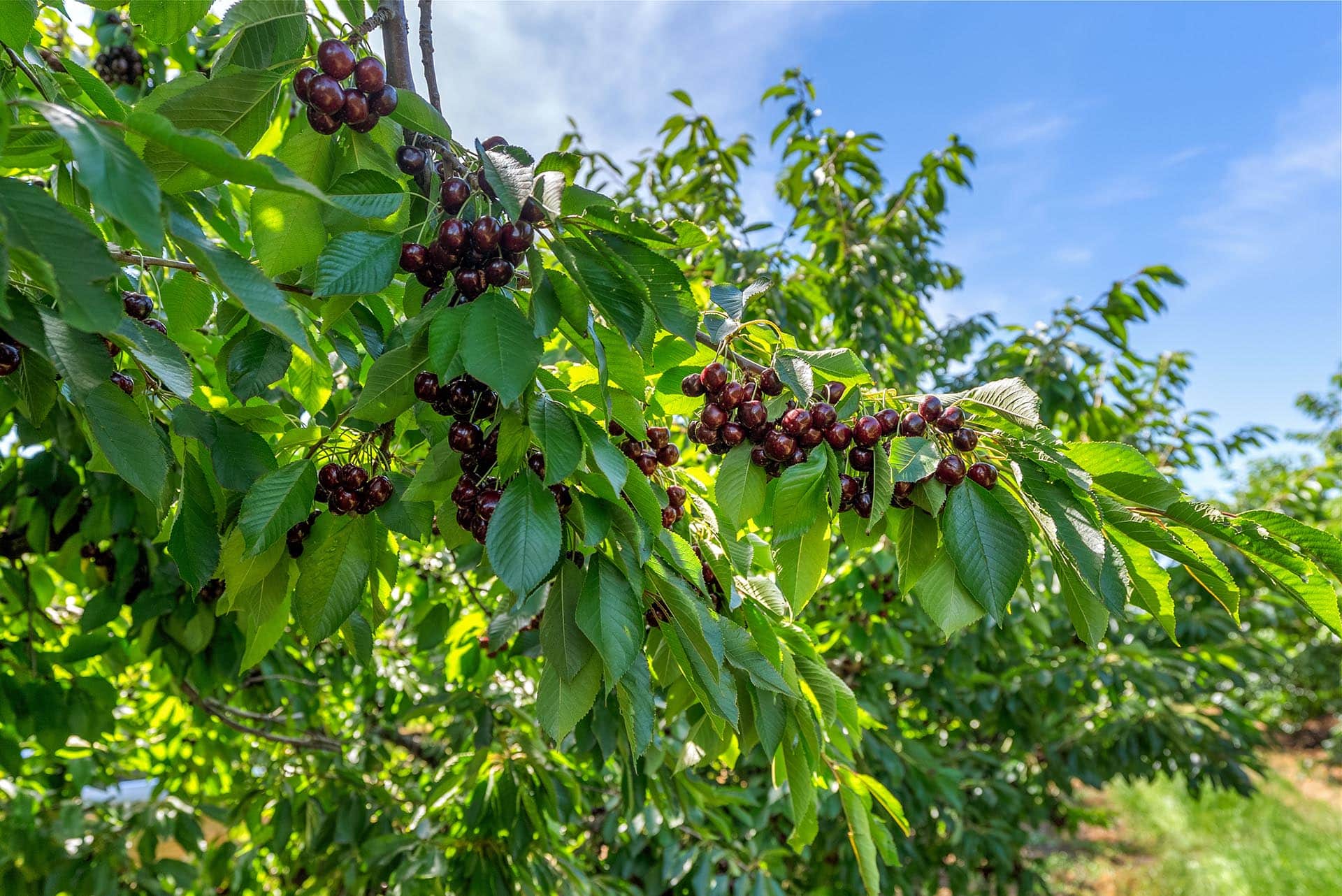 Cherries on a tree branch with green leaves against a blue sky