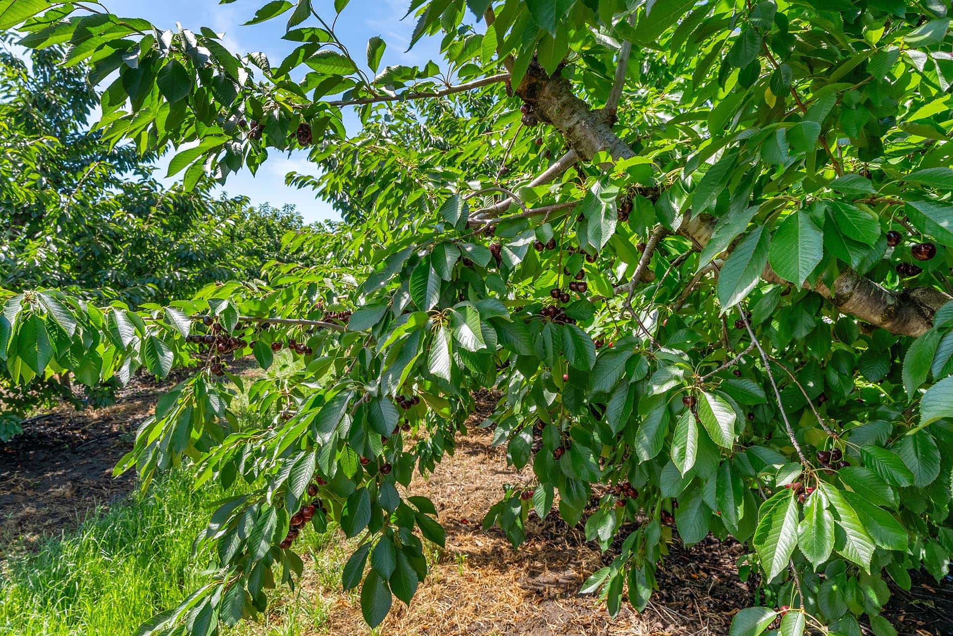 Cherry tree branches with glossy green leaves and clusters of dark ripe cherries.