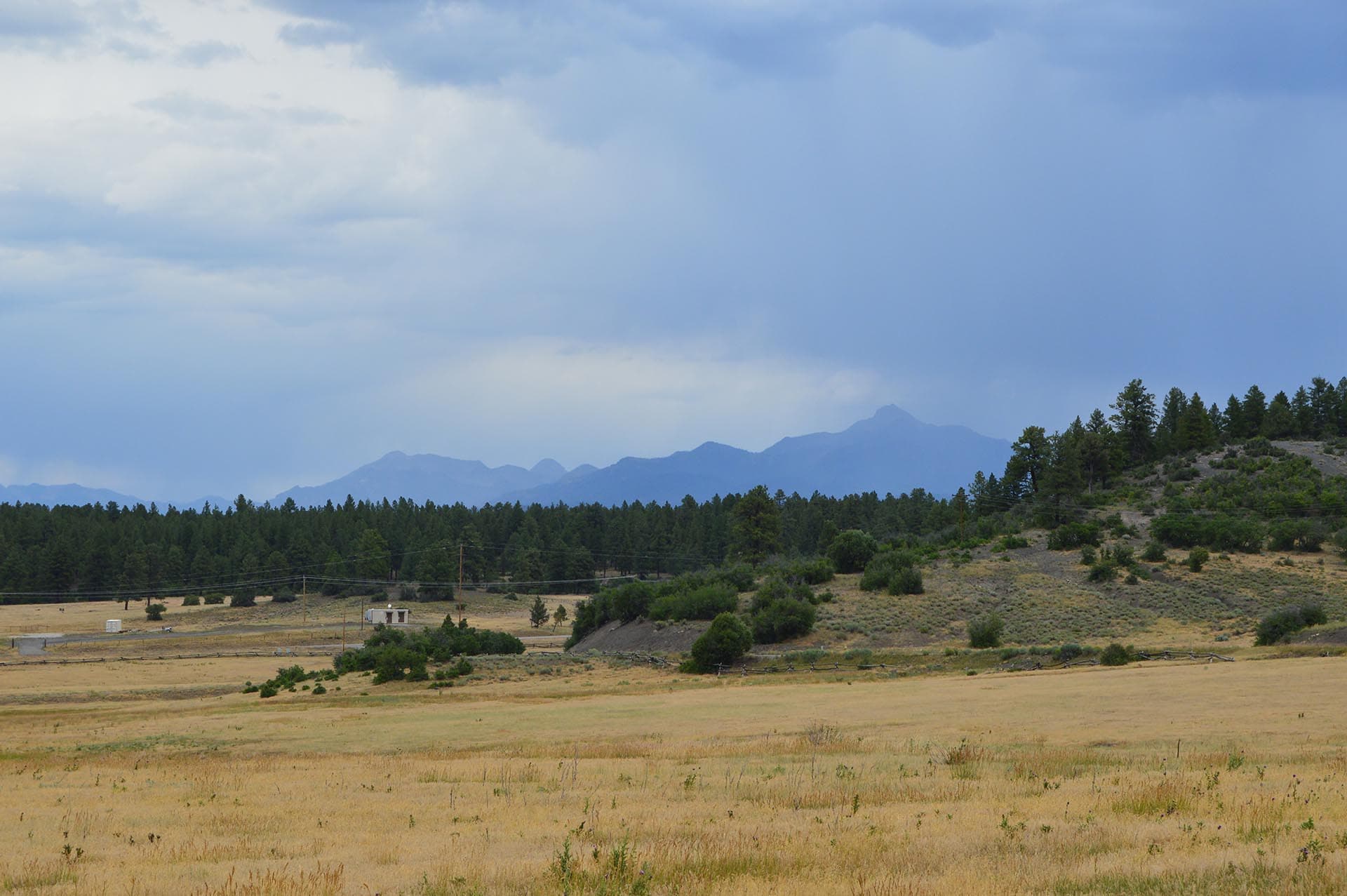 Dry grassy field with a line of pine trees and distant blue mountains under a cloudy sky.