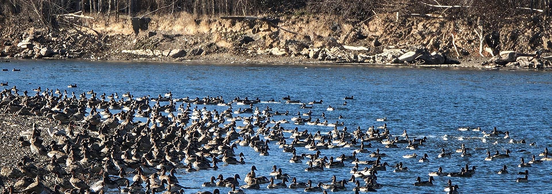 montana duck and goose hunting land for sale yellowstone trail river ranch