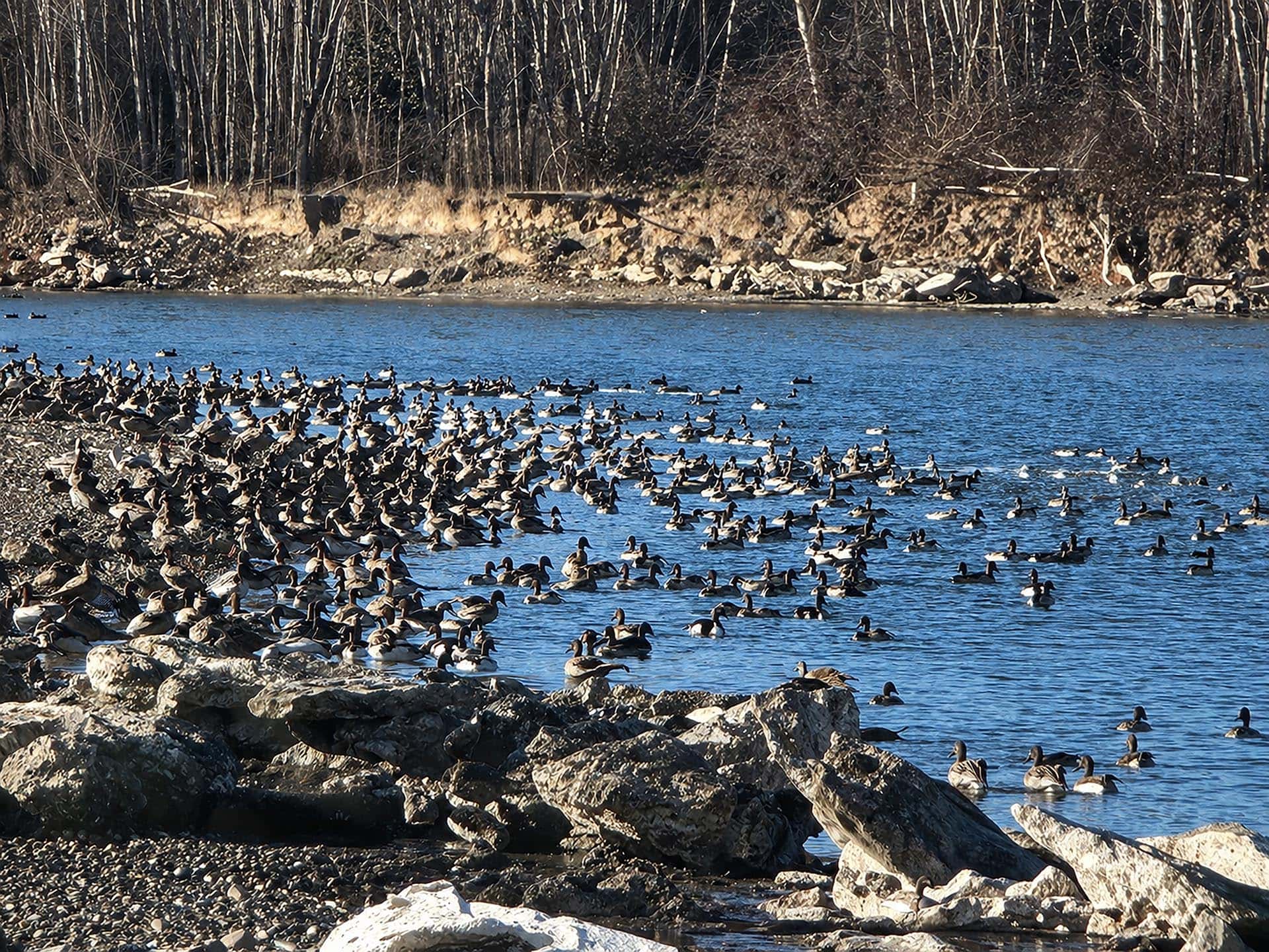 montana duck and goose hunting land yellowstone trail river ranch