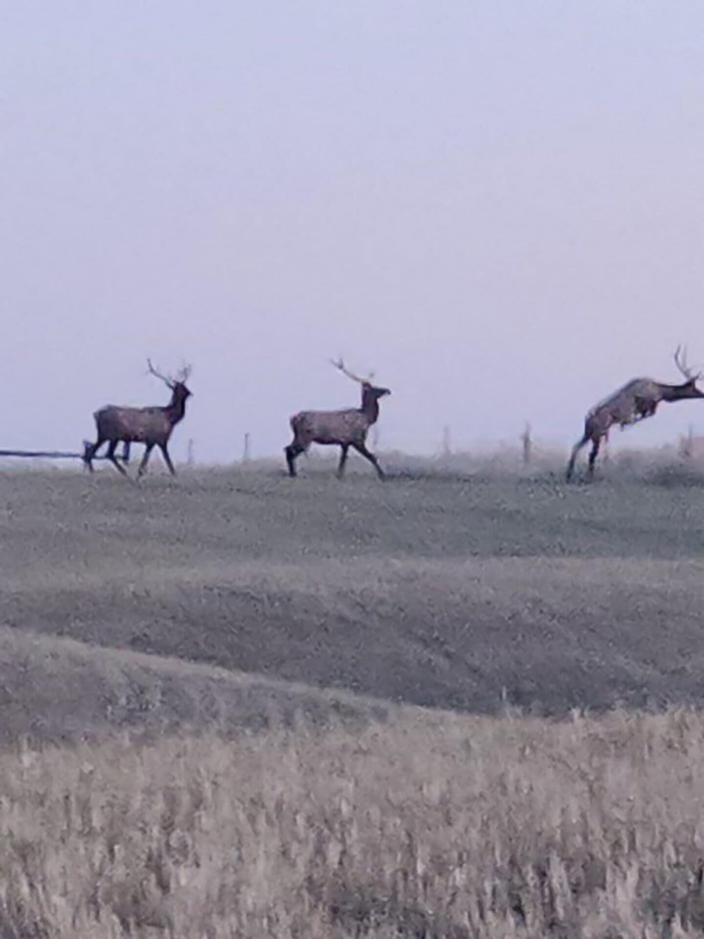 montana hunting ranch for sale yellowstone trail river ranch