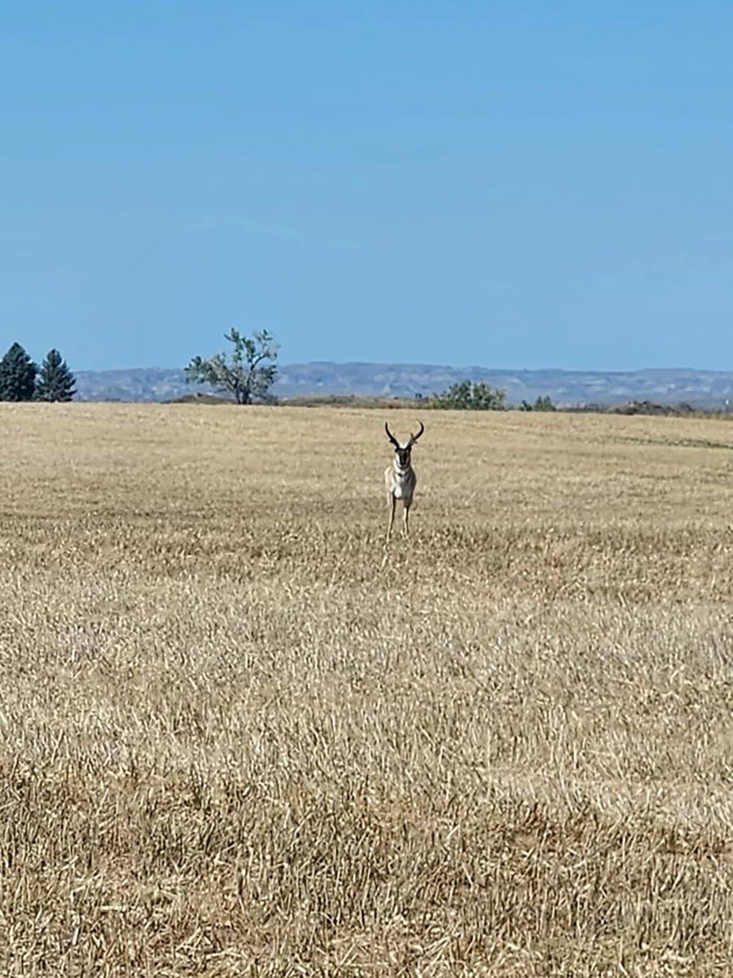 montana pronghorn antelope hunting ranch yellowstone trail river ranch