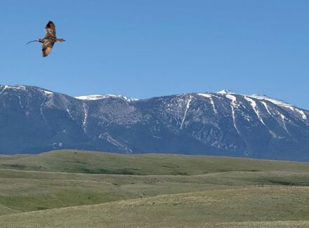 montana ranch for sales j lazy j ranch