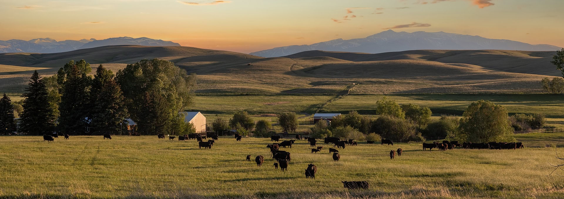 Cows grazing in a sunlit pasture with rolling hills, trees, and distant mountains at sunset.