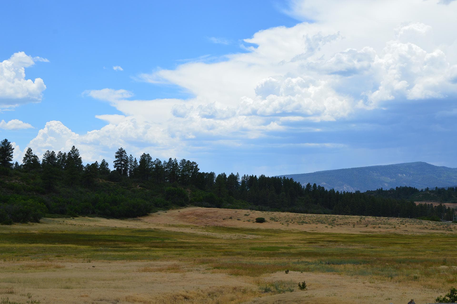 Open grassy field with a tree line and distant hills under a blue sky with fluffy clouds.