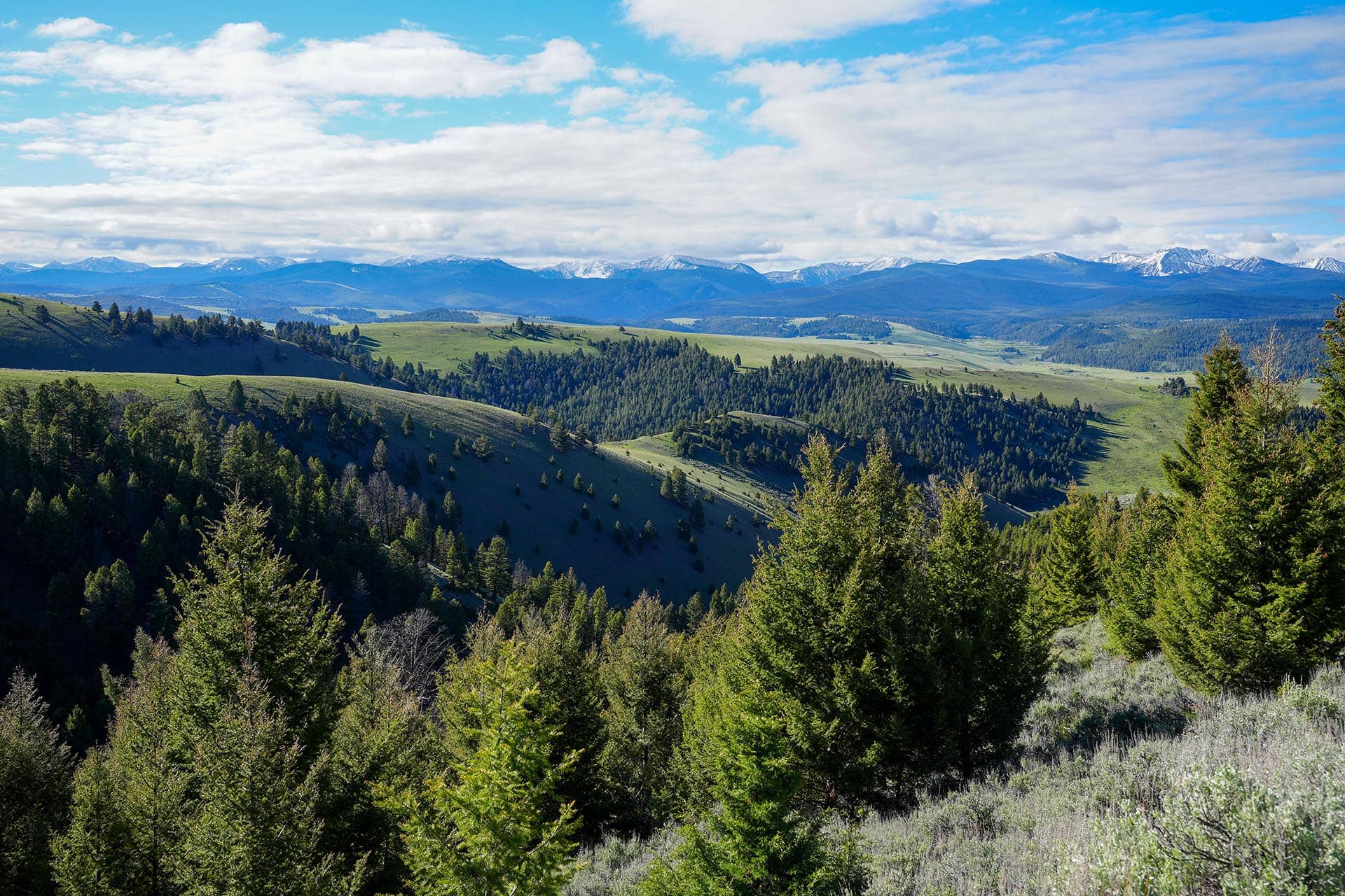 Panoramic view of green hills and dense pine forest with snow-capped mountains under a blue, partly cloudy sky.