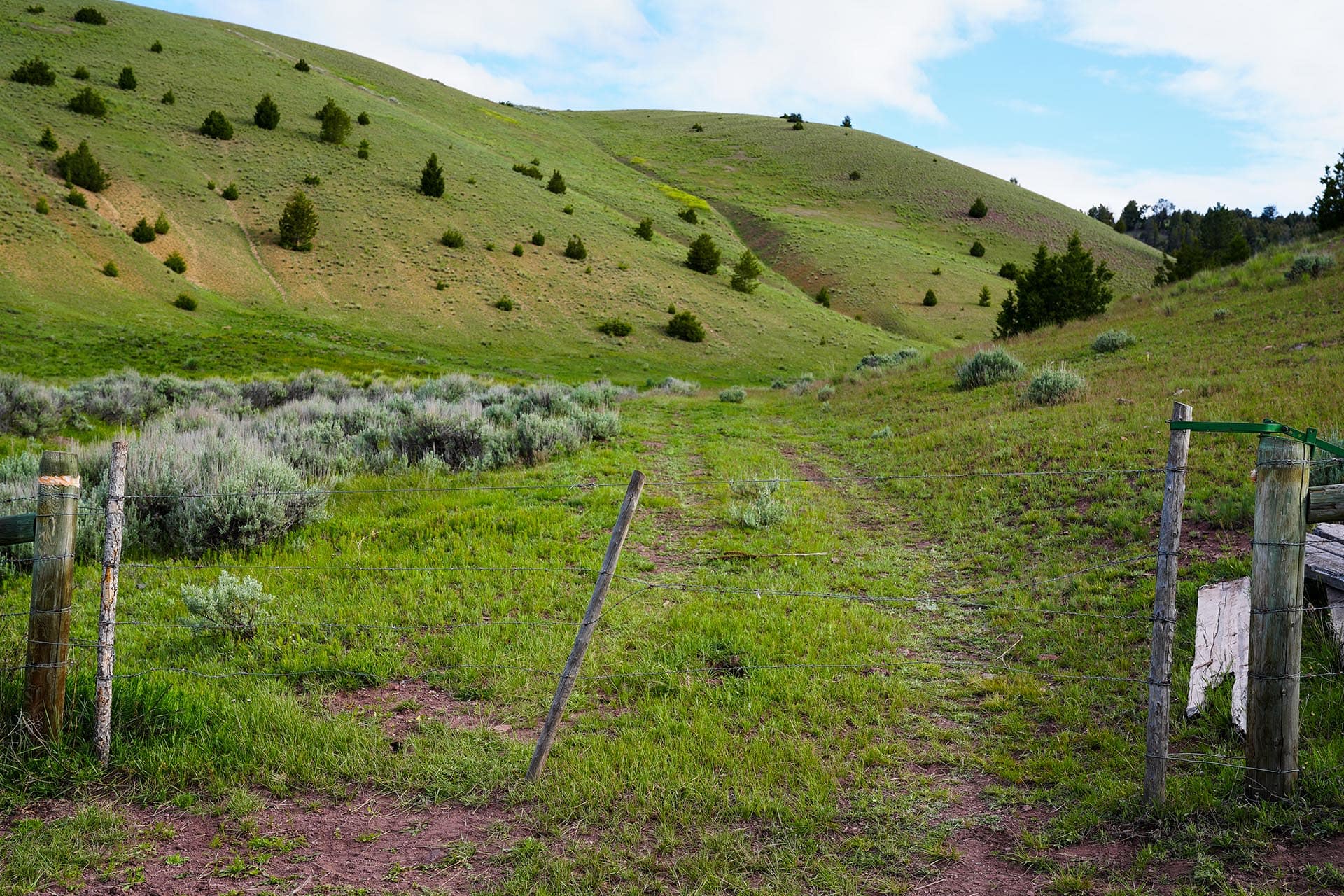 Green hillside with scattered shrubs and trees, seen behind a barbed-wire fence in the foreground.